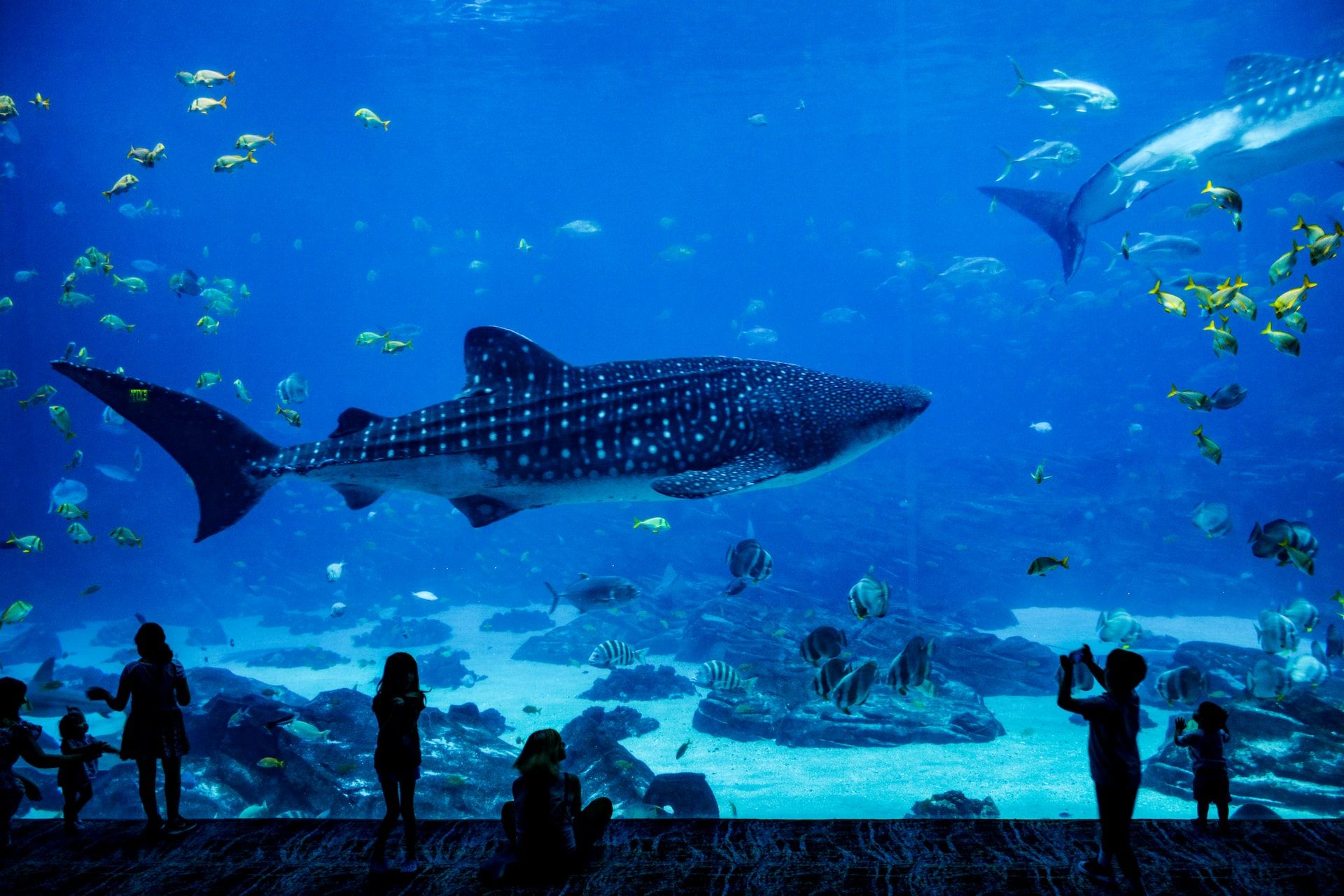 Whale Shark in Aquarium