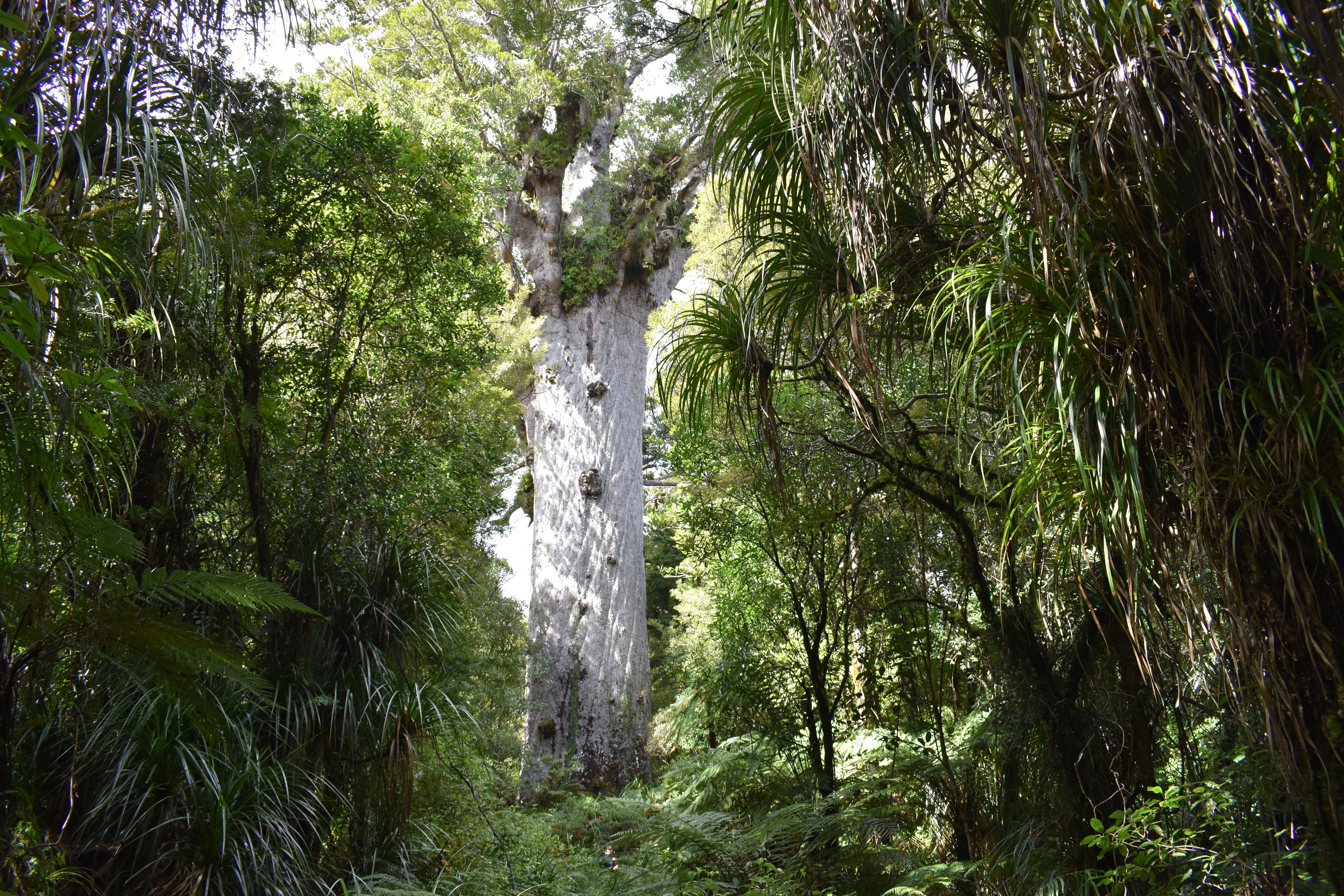 Árvore Nova Zelândia Tane Mahuta 