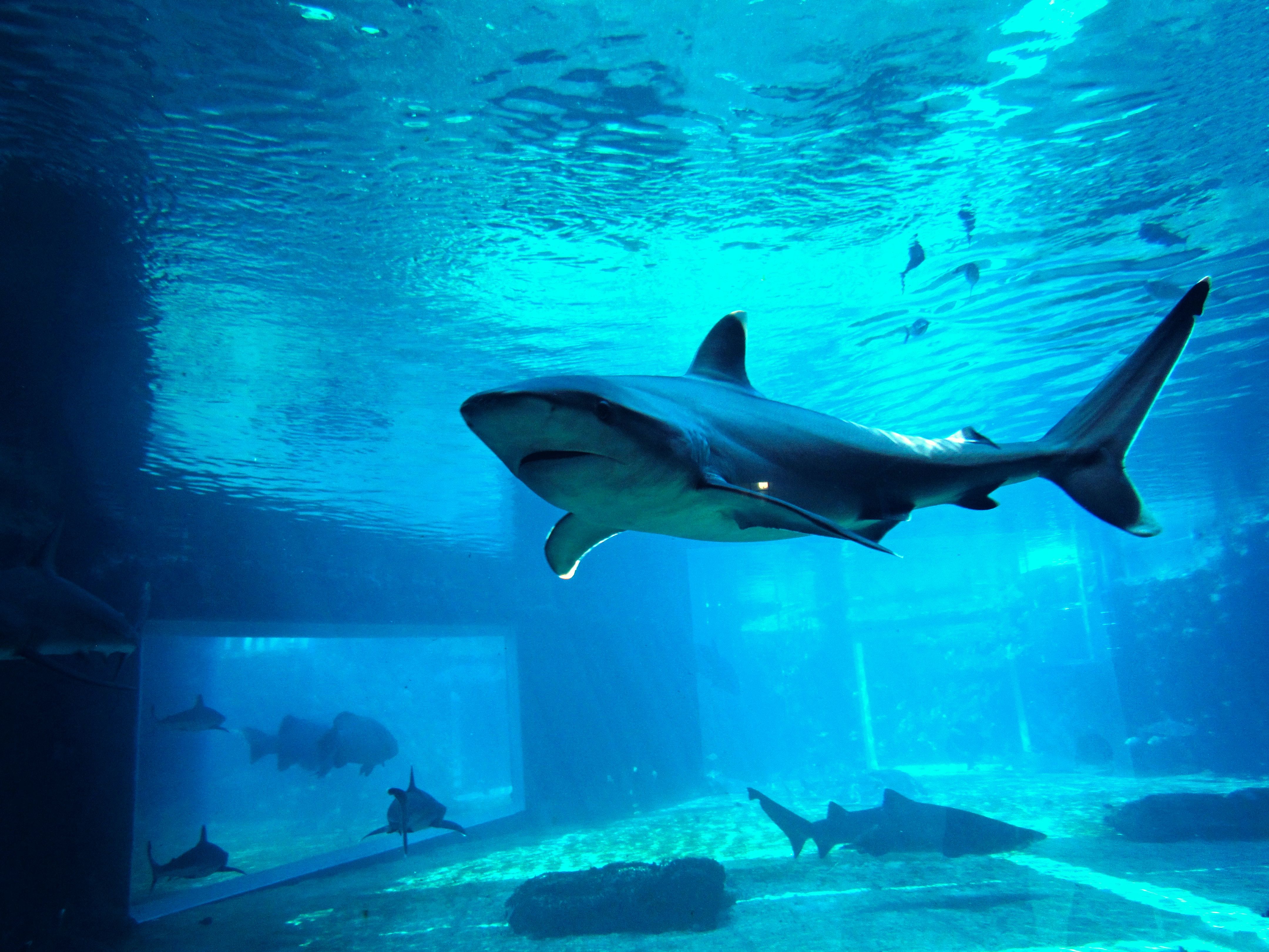Shark swimming at UShaka Marine World in South Africa