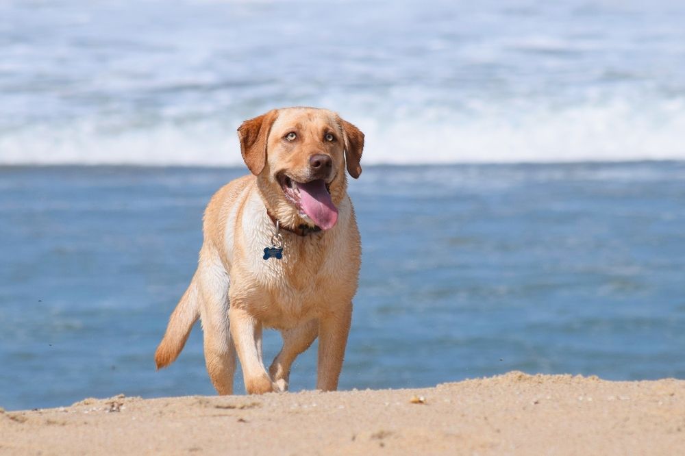 A happy dog on the beach in Carmel by the Sea, California
