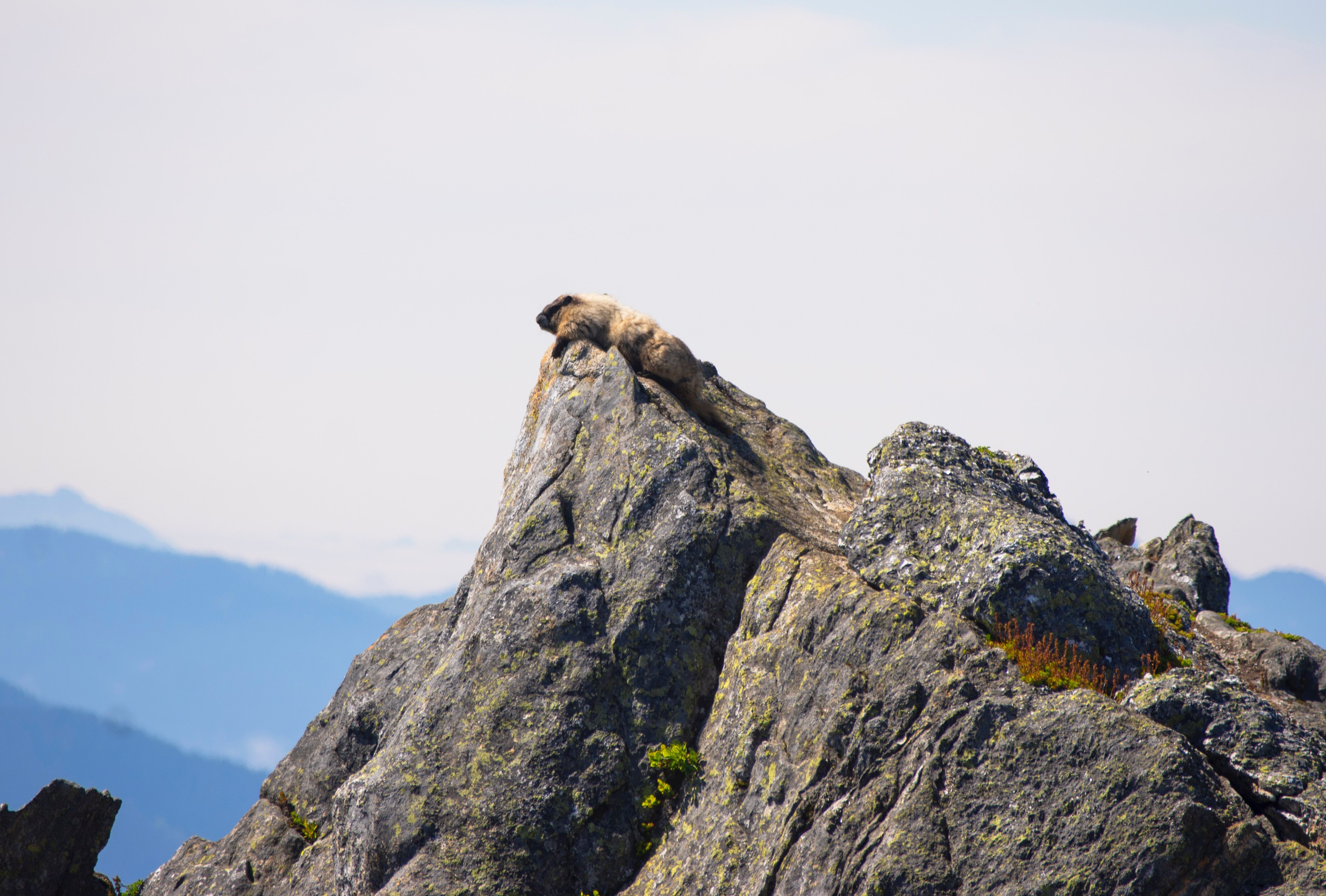 Marmot on a rocky peak 