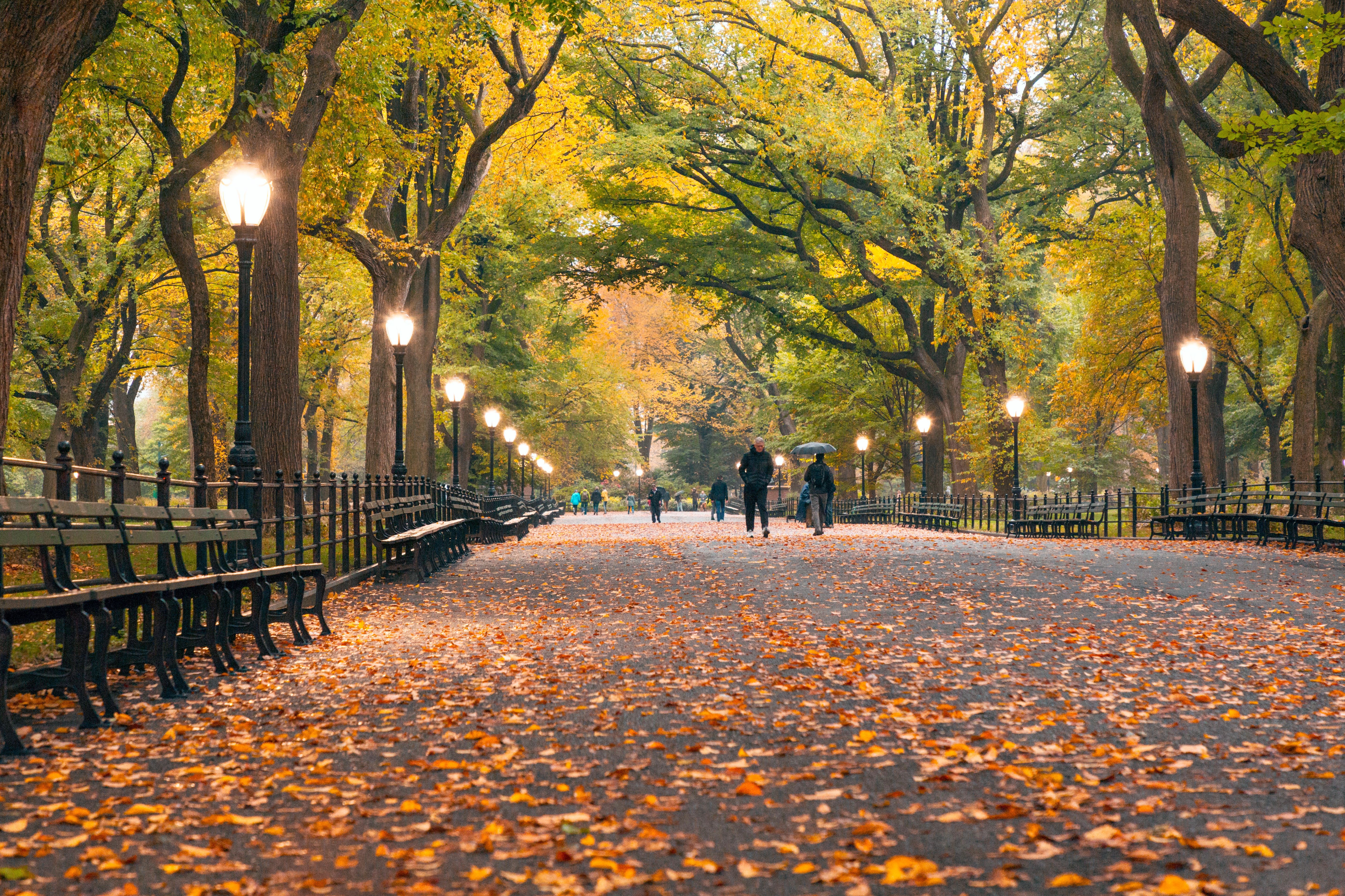 Passarela no Central Park coberta de folhas laranja no outono 