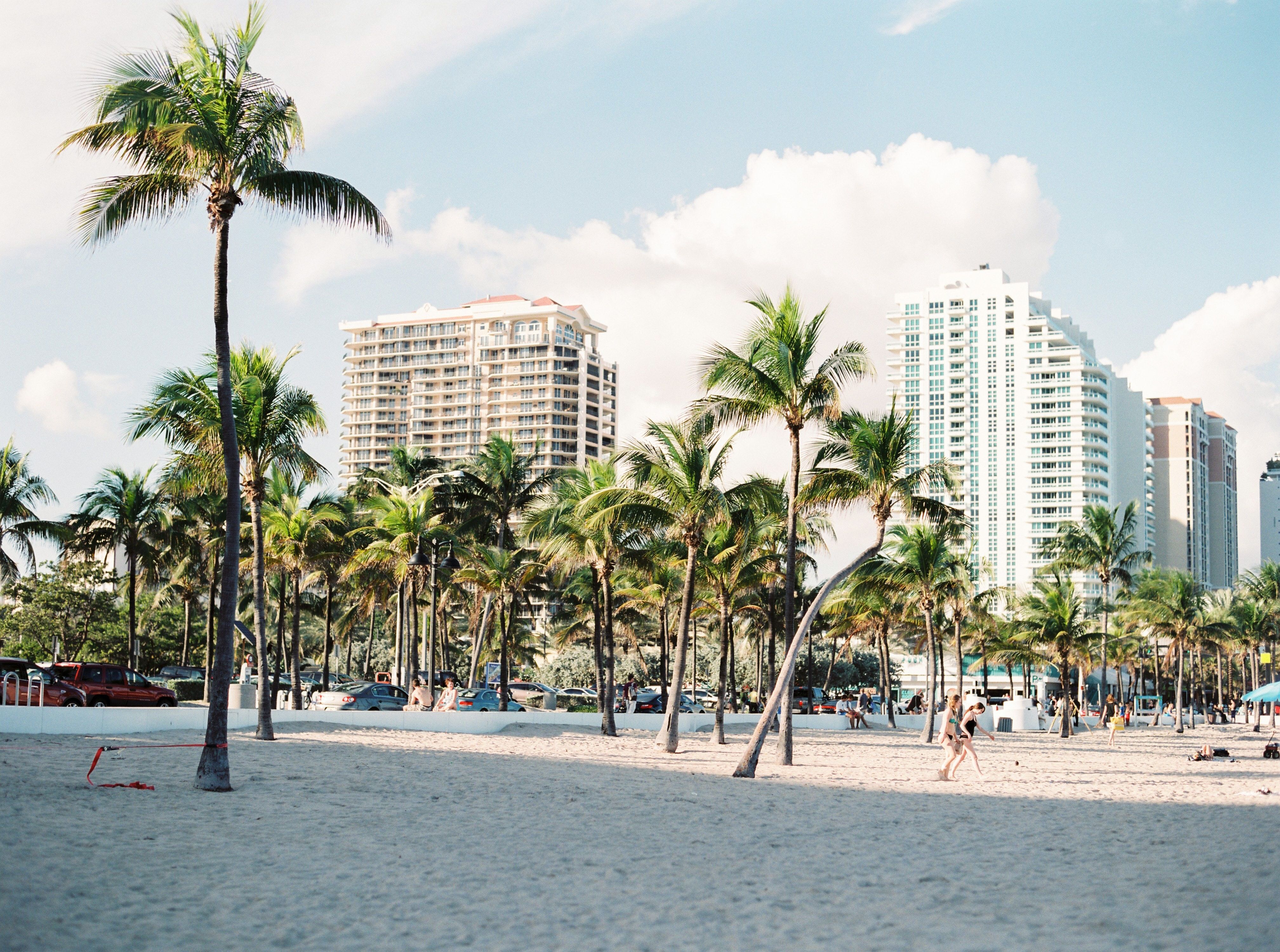 Miami Beach palm trees.
