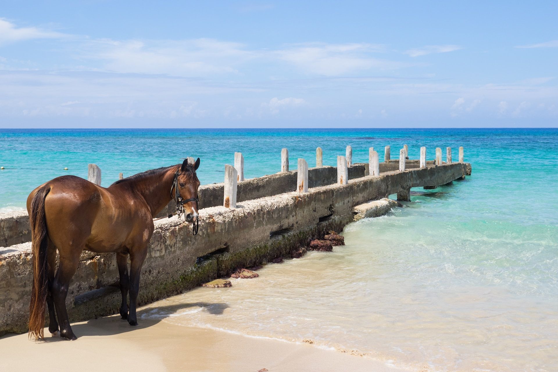 A horse on a beach in Jamaica