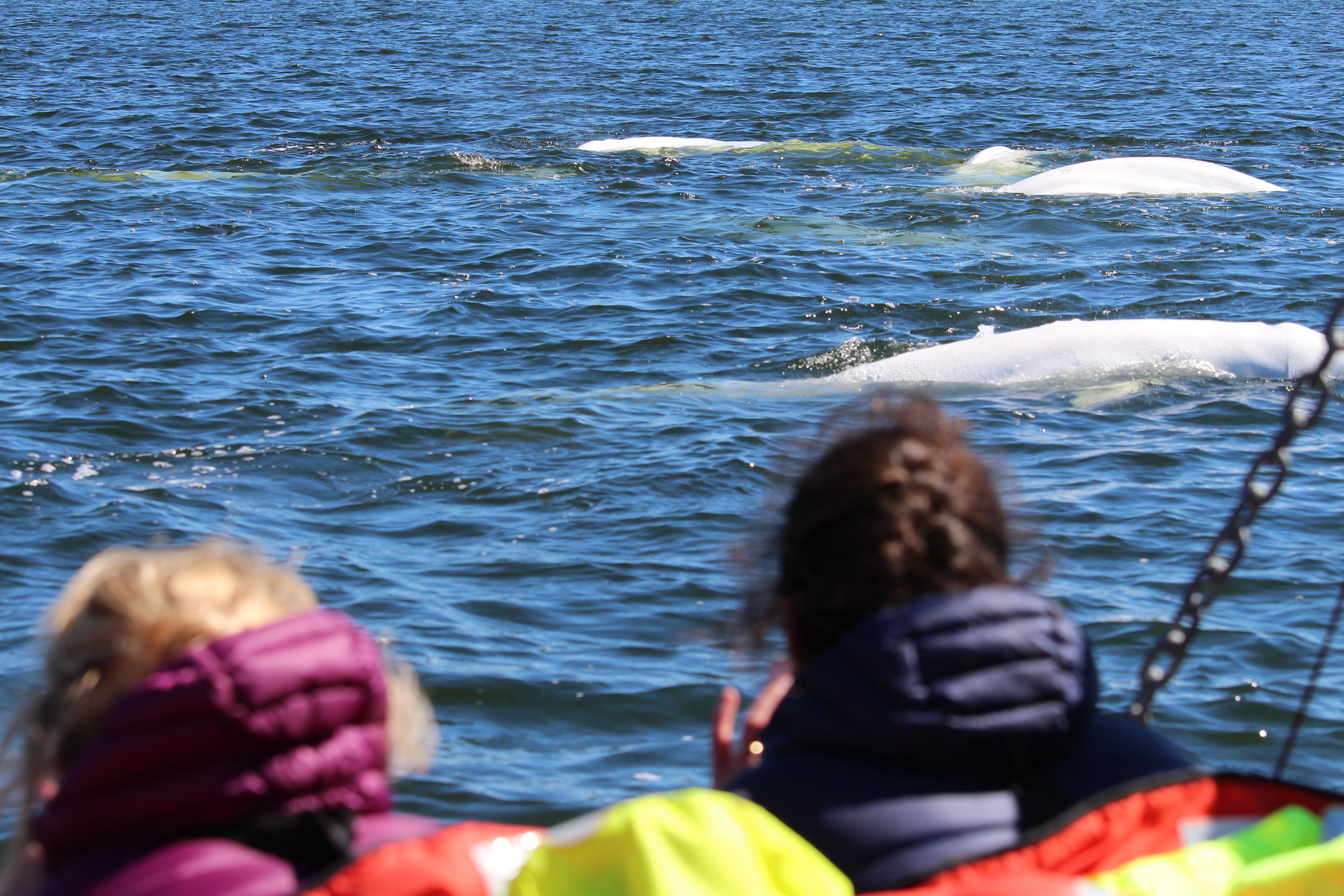 Beluga whale watching from boat_Lazy Bear Expeditions_Summer Arctic Adventure_0741_Credit Travel Manitoba