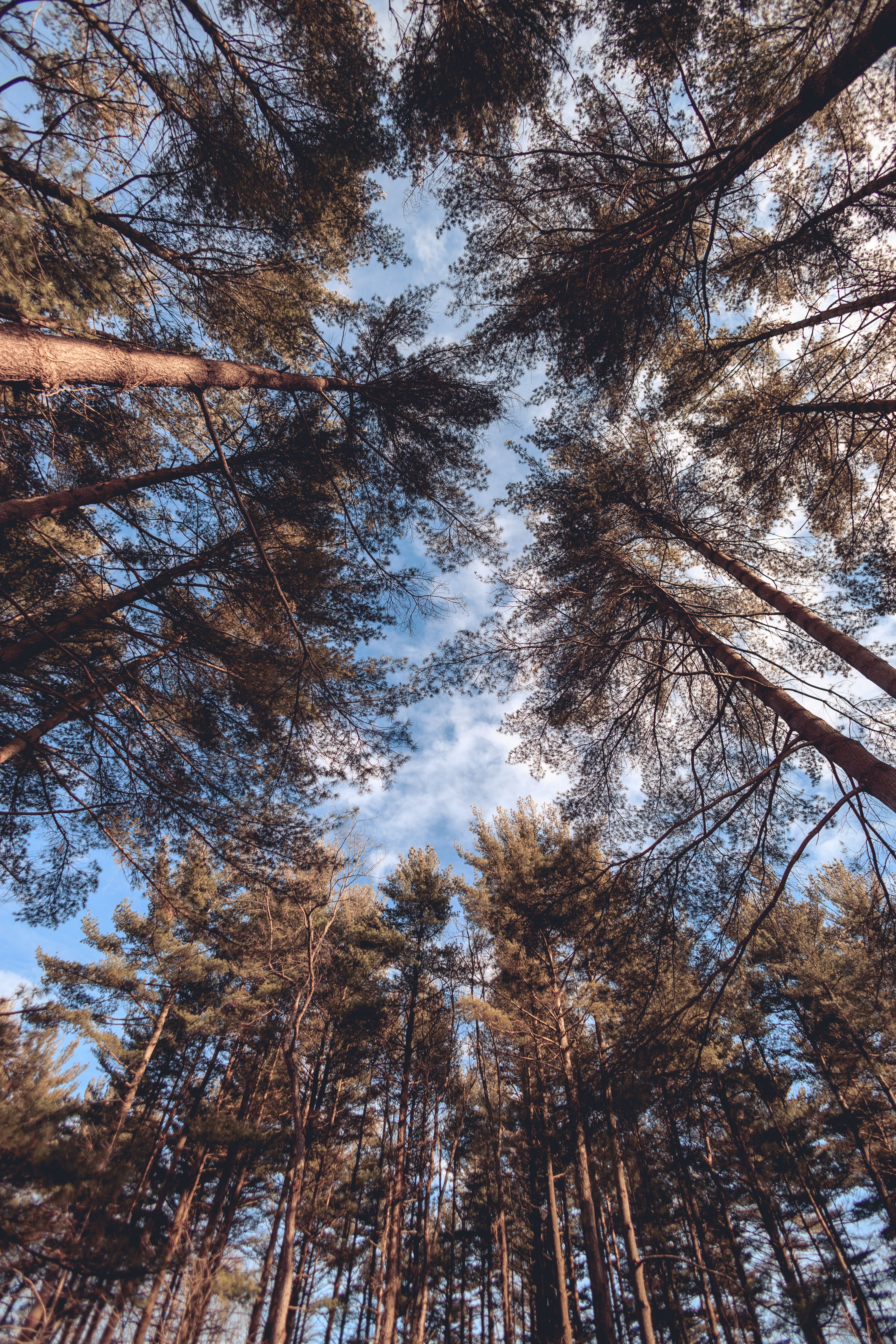 pine tree
