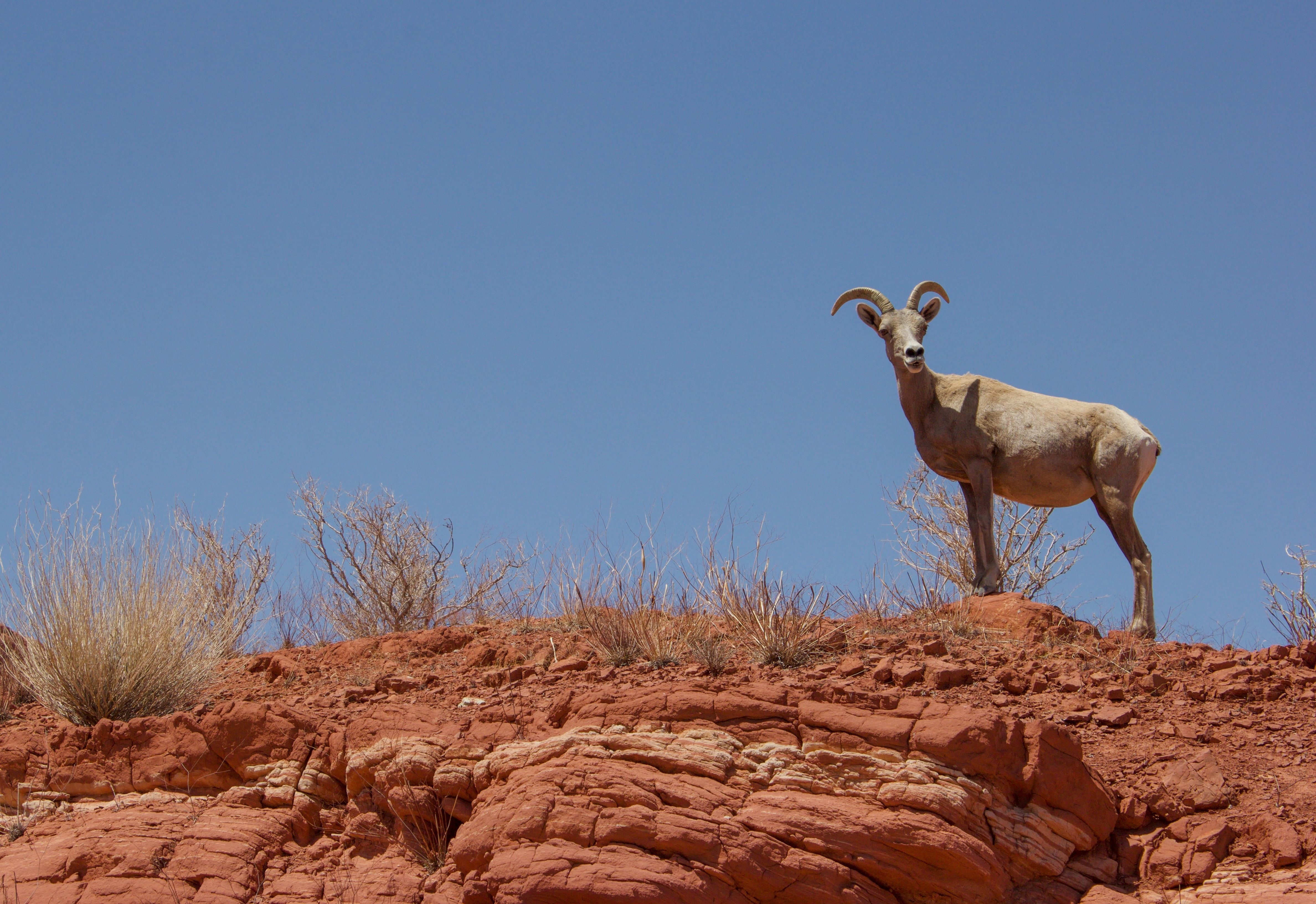 Bighorn Sheep in The Valley of Fire