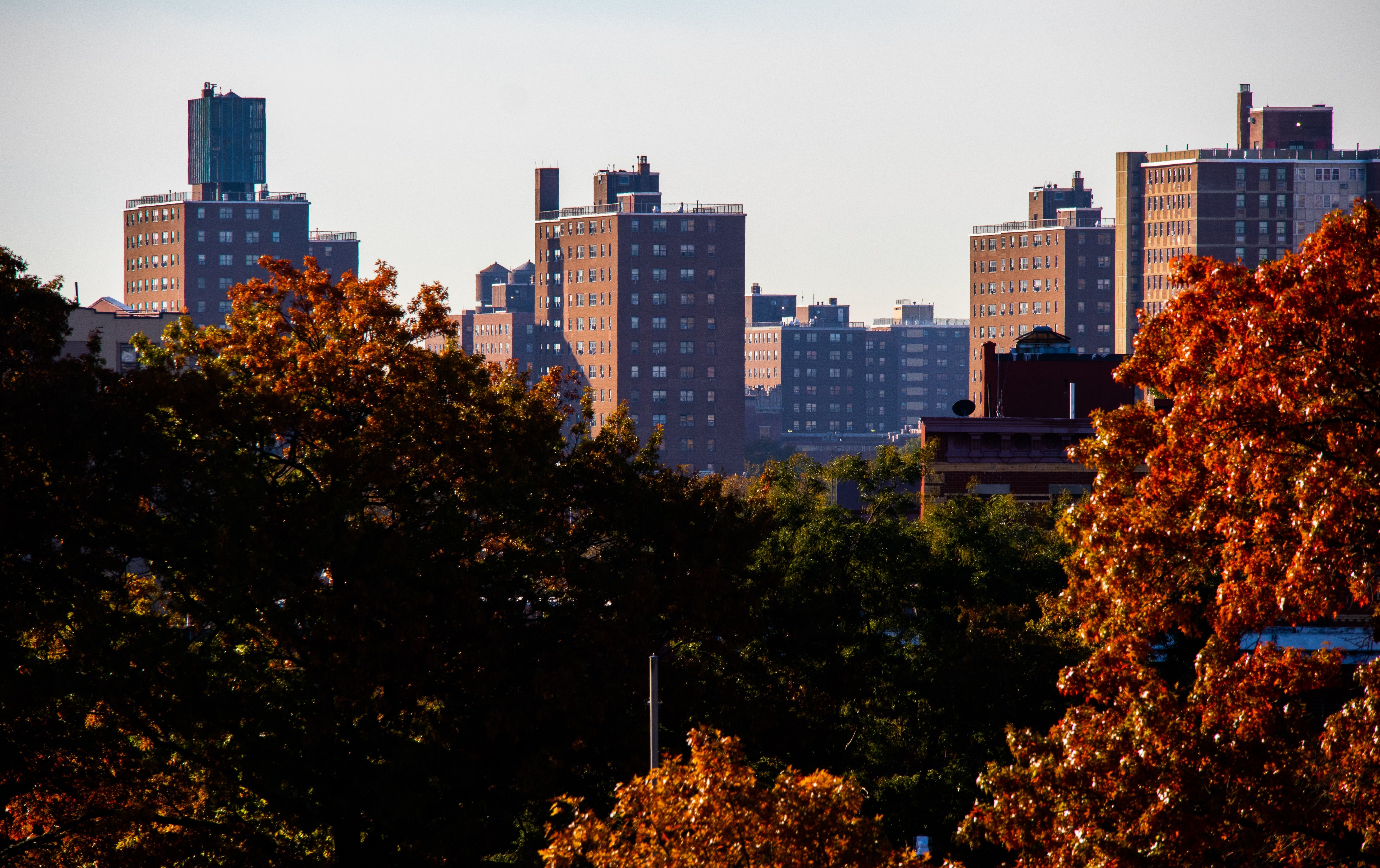 Fall foliage in Brooklyn, New York City, USA