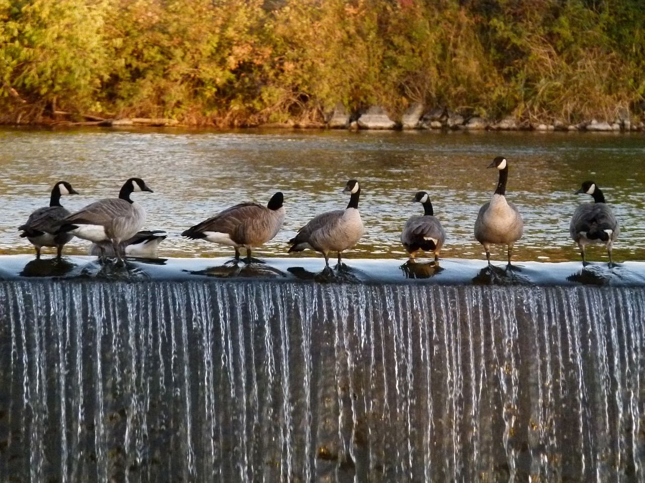 Geese on a waterfall in Idaho Falls