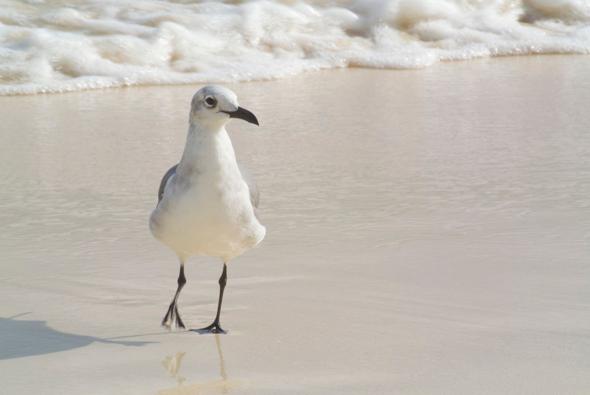 A bird walking on Playa del Carmen beach