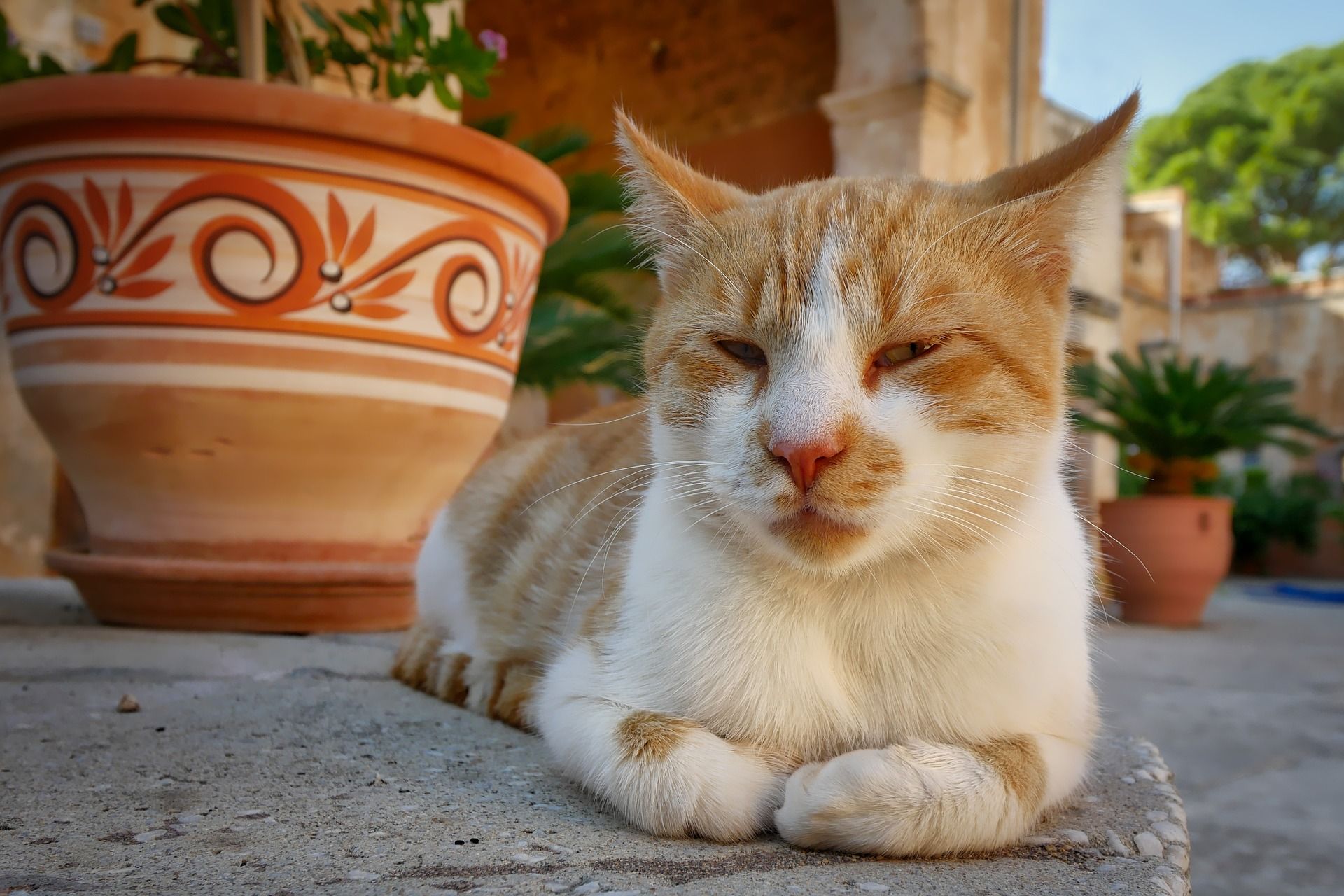 Adorable and lucky cat enjoying its life in Crete, Greece
