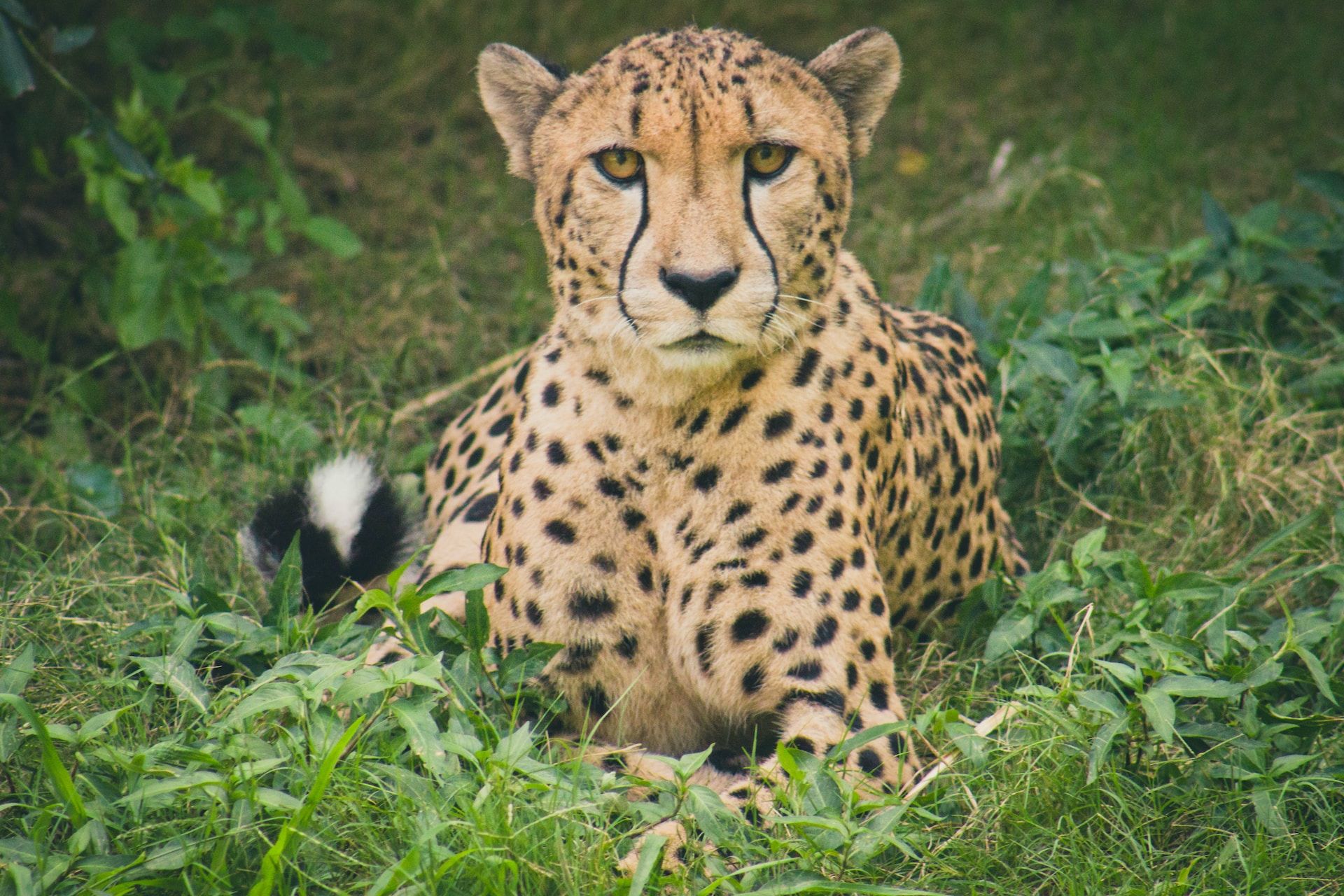 Cheetah at a wildlife sanctuary