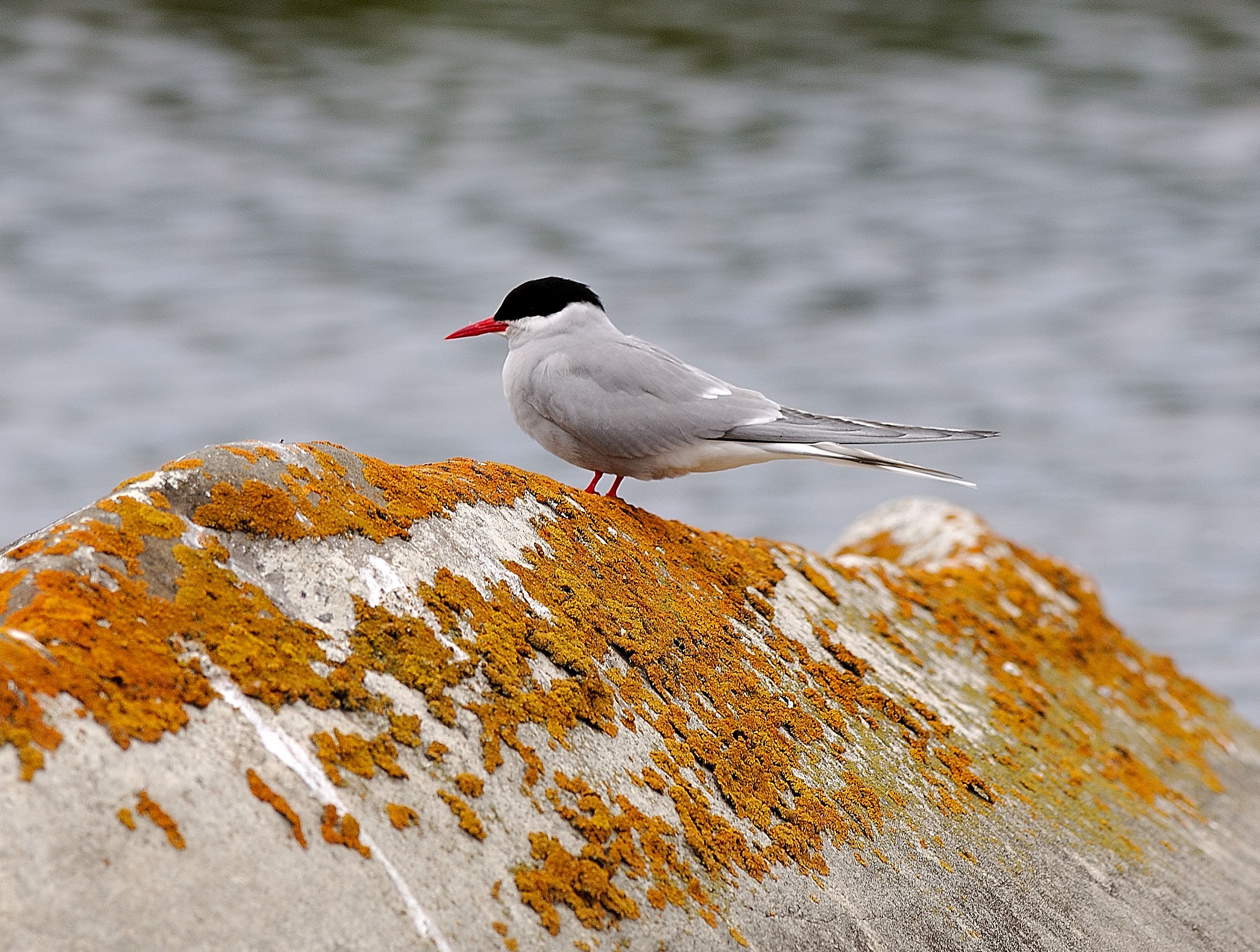 Arctic Tern