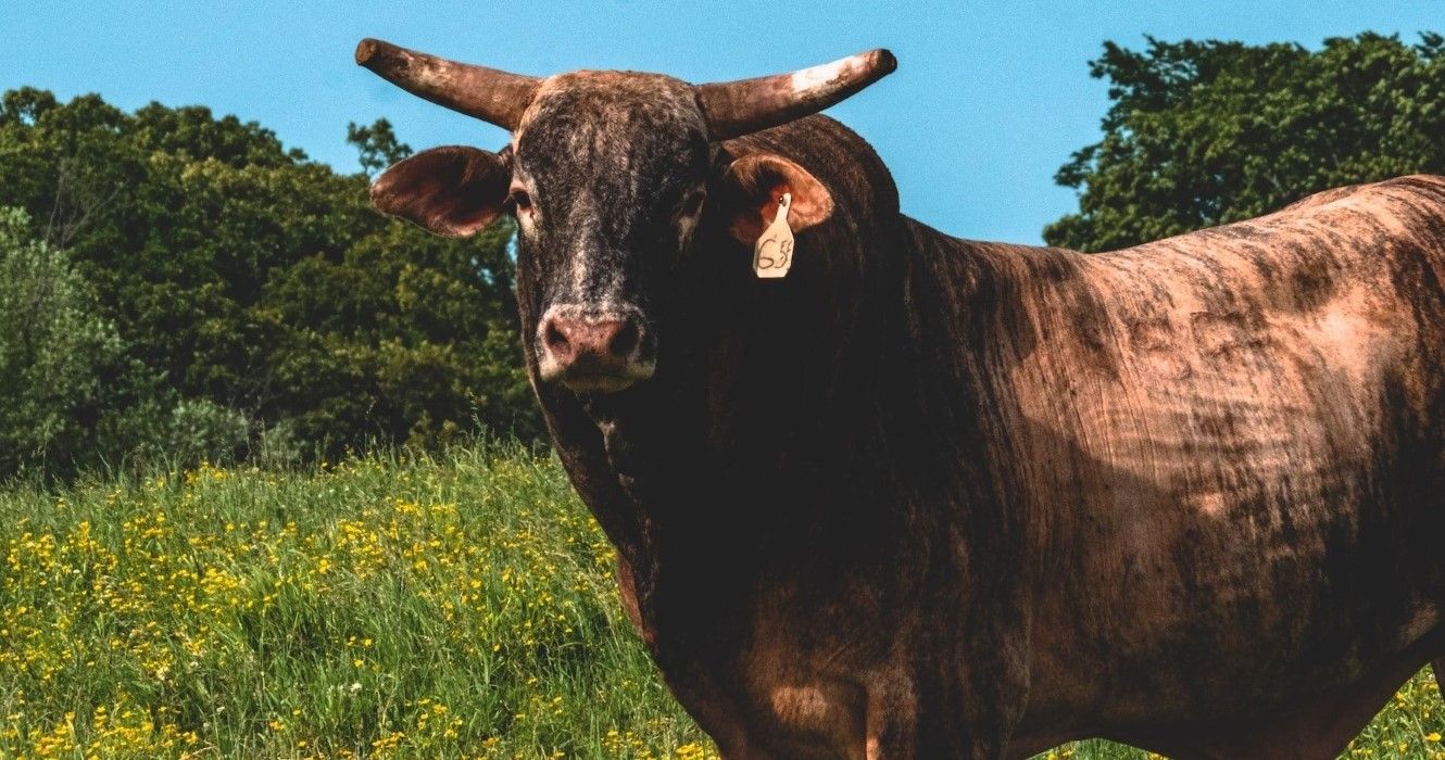 Here's What To Know About The Rich History Of The Stockyards In