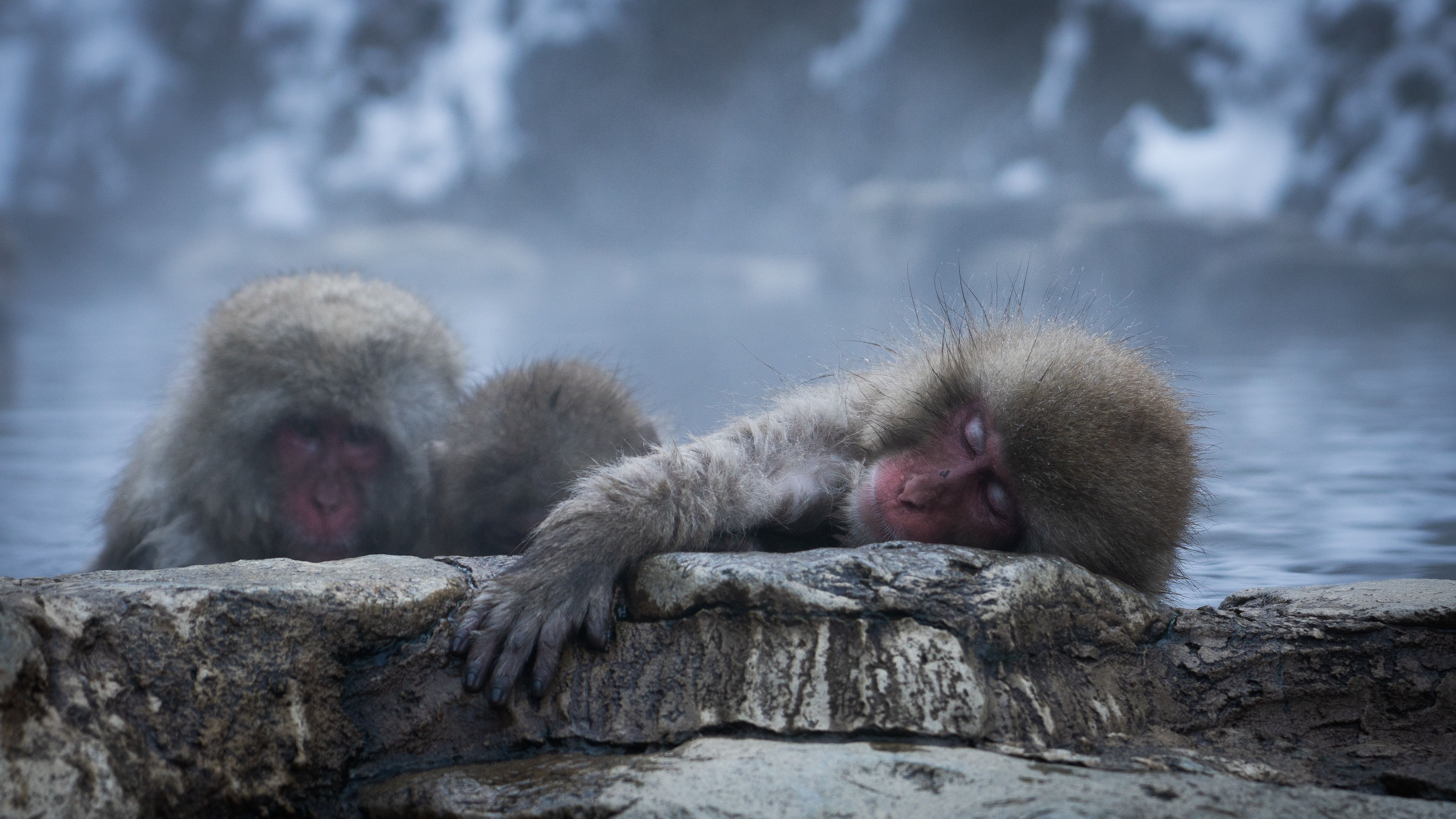 Dois macacos da neve encostados em uma pedra durante o banho 