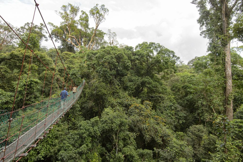 Danum Valley Conservation Area, Lahad Datu, Malaysia