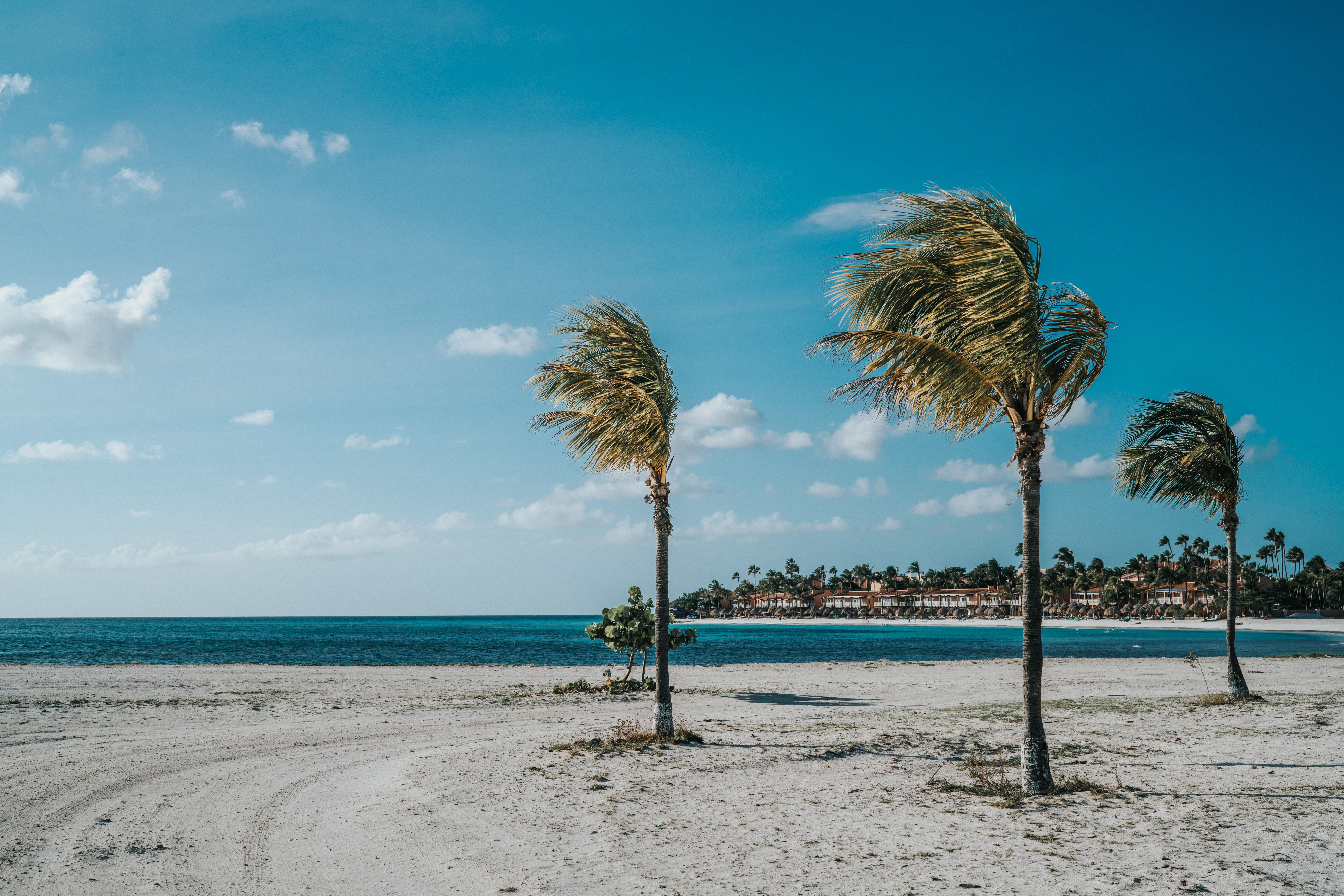 Palm Trees at Eagle Beach Aruba