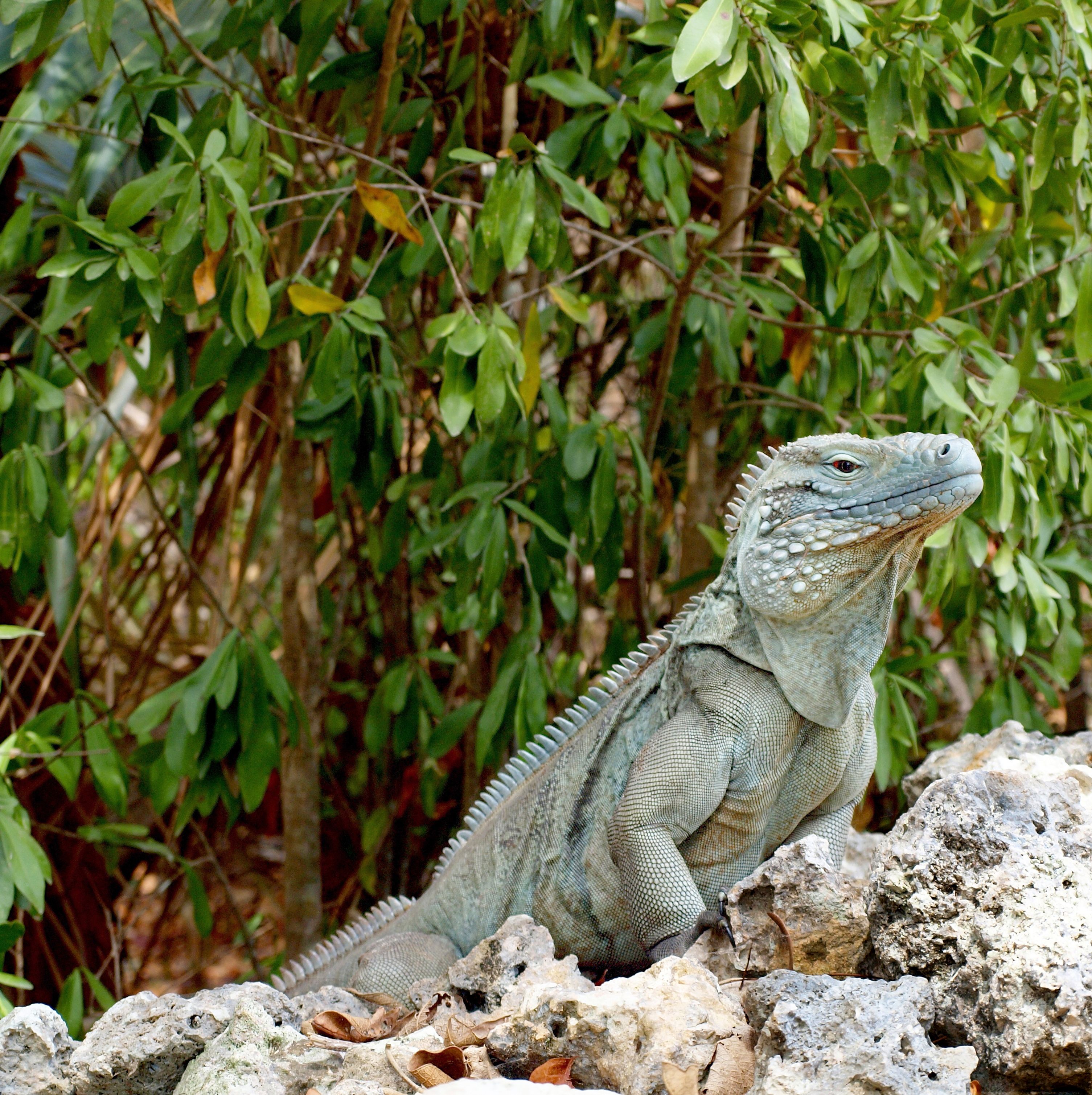 Iguana at Cayman Brac