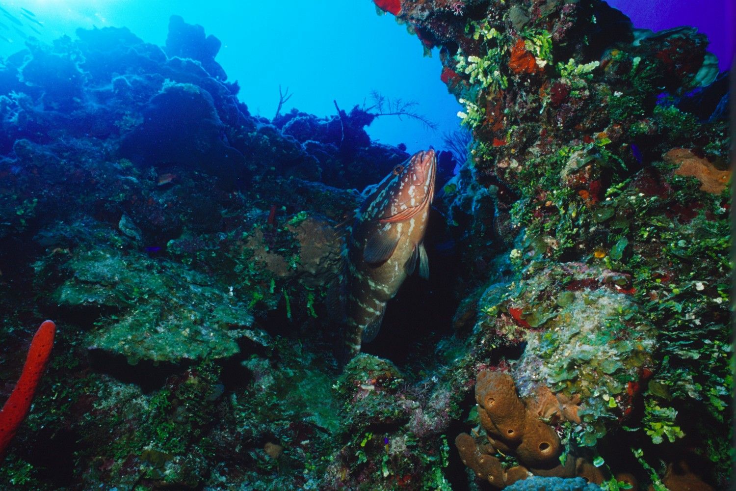 Underwater during Cayman Brac Dive