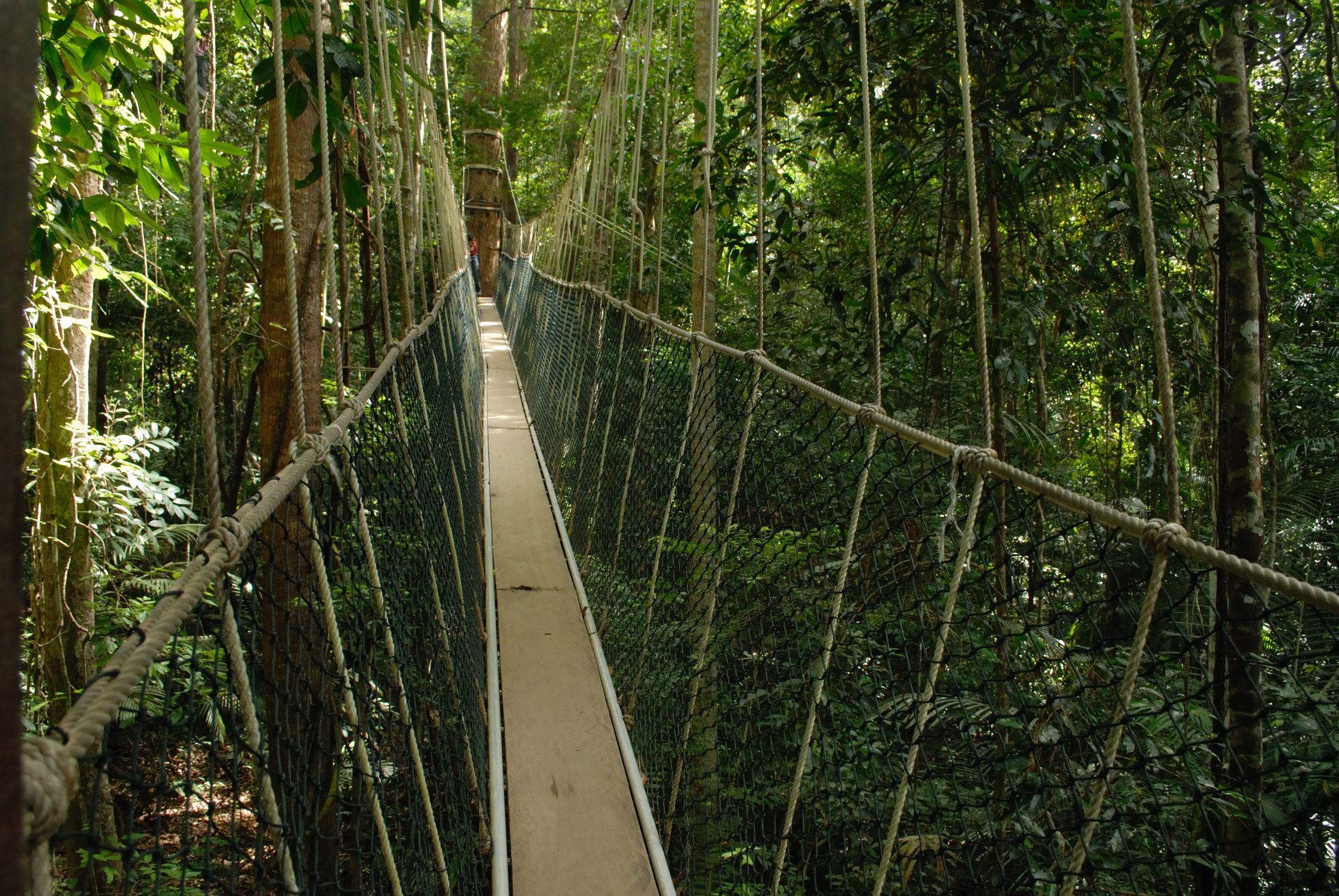 Canopy walk in Taman Negara, Malaysia