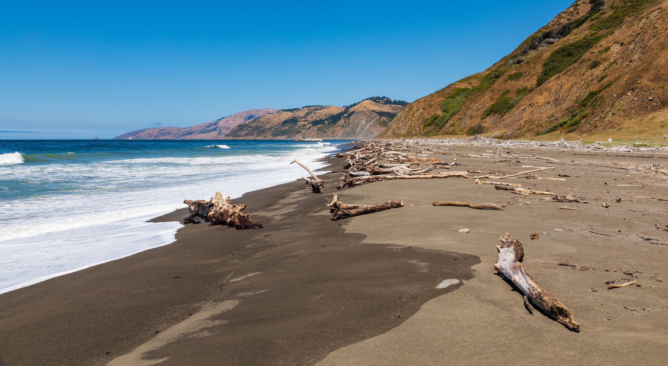 Driftwood along a dark-sanded beach with a clear sky