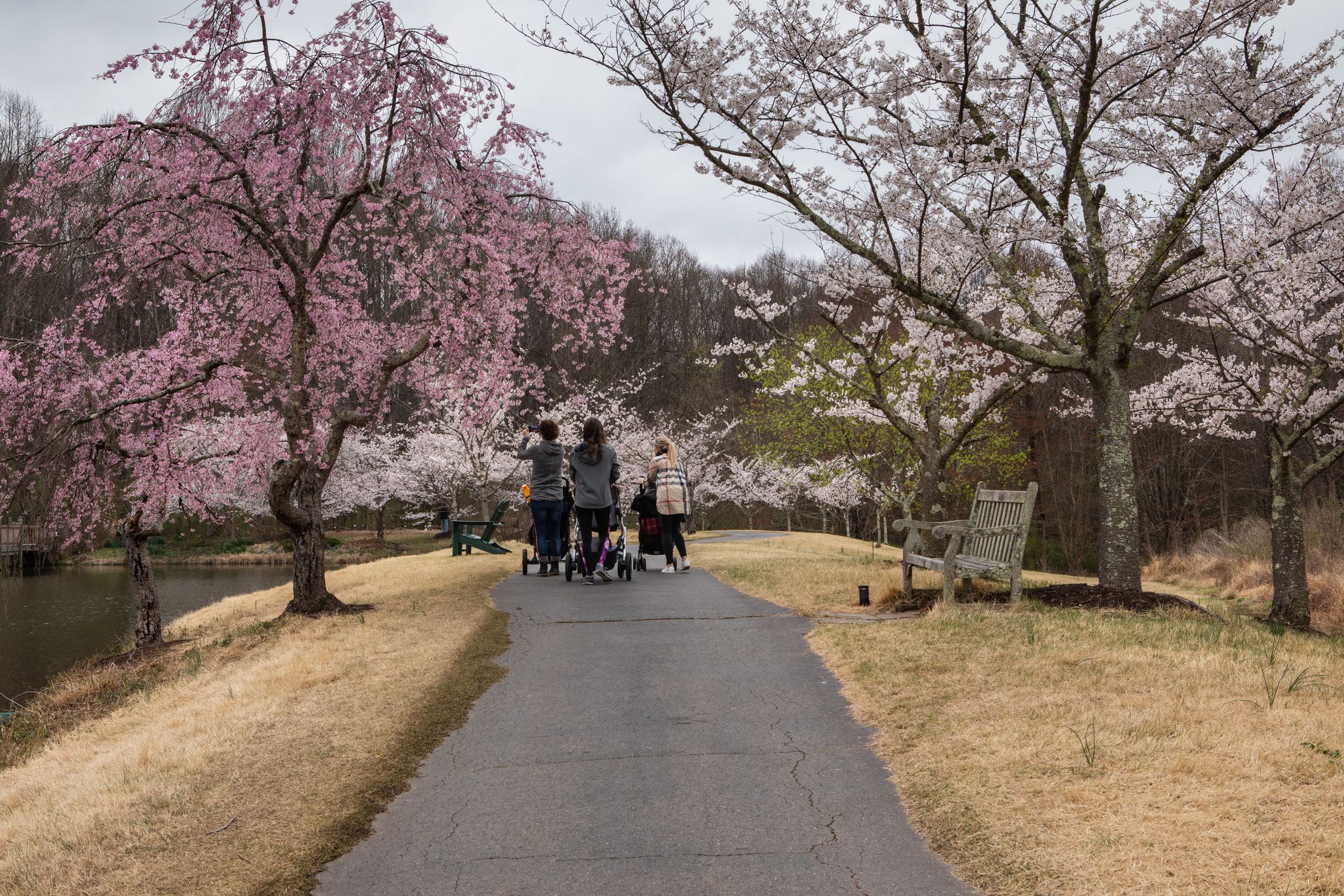 Cherry blossom trees blooming in spring in Meadowlark Park in Vienna, Virginia