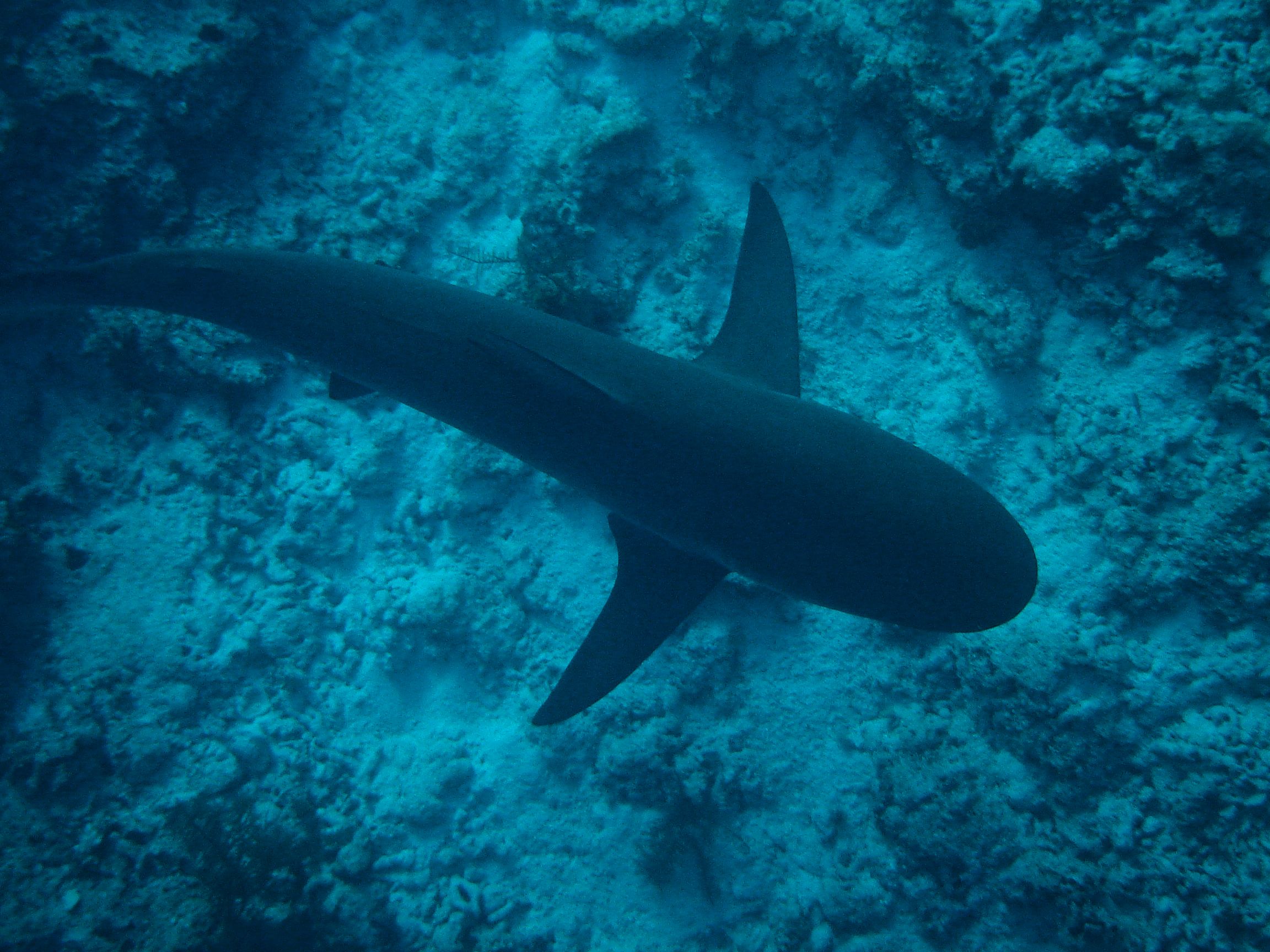 A shark swimming along the edge of the Blue Hole off the coast of Belize