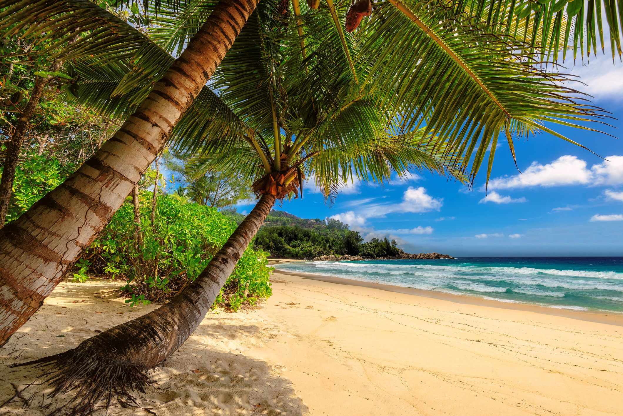  Tropical beach and palm tree
