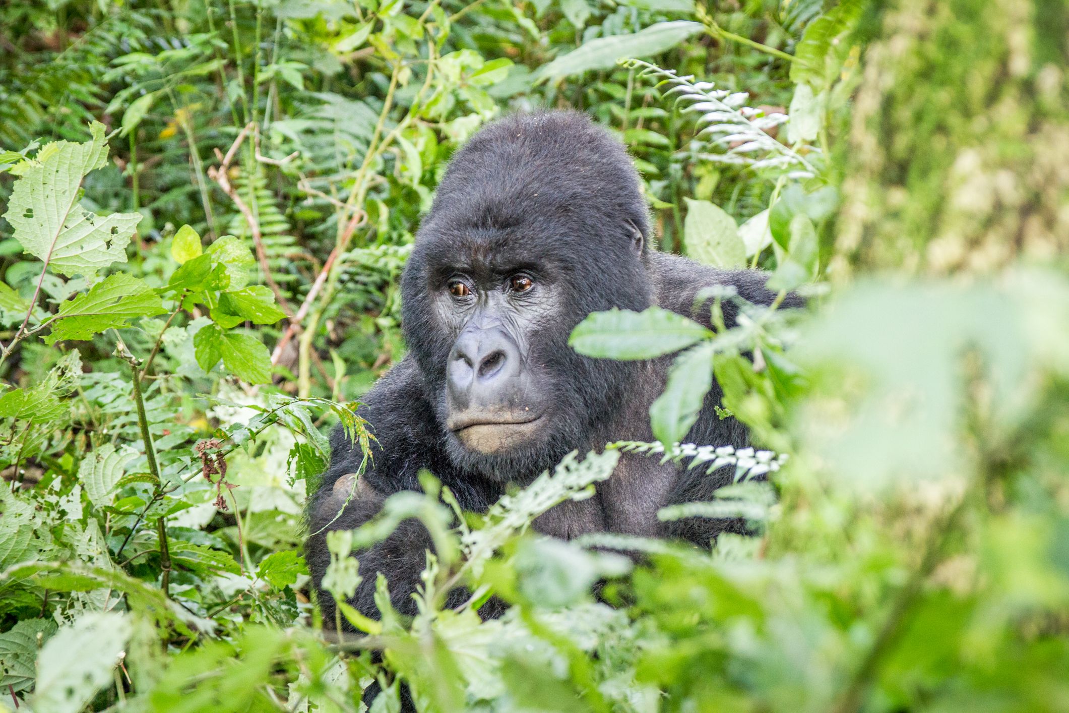 Photo of a gorilla in the Virunga National Park in the DRC