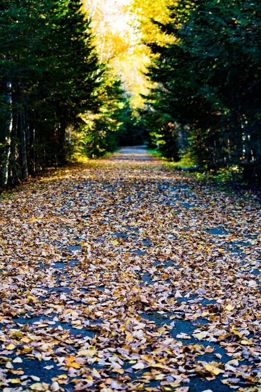 Gorgeous forest trail