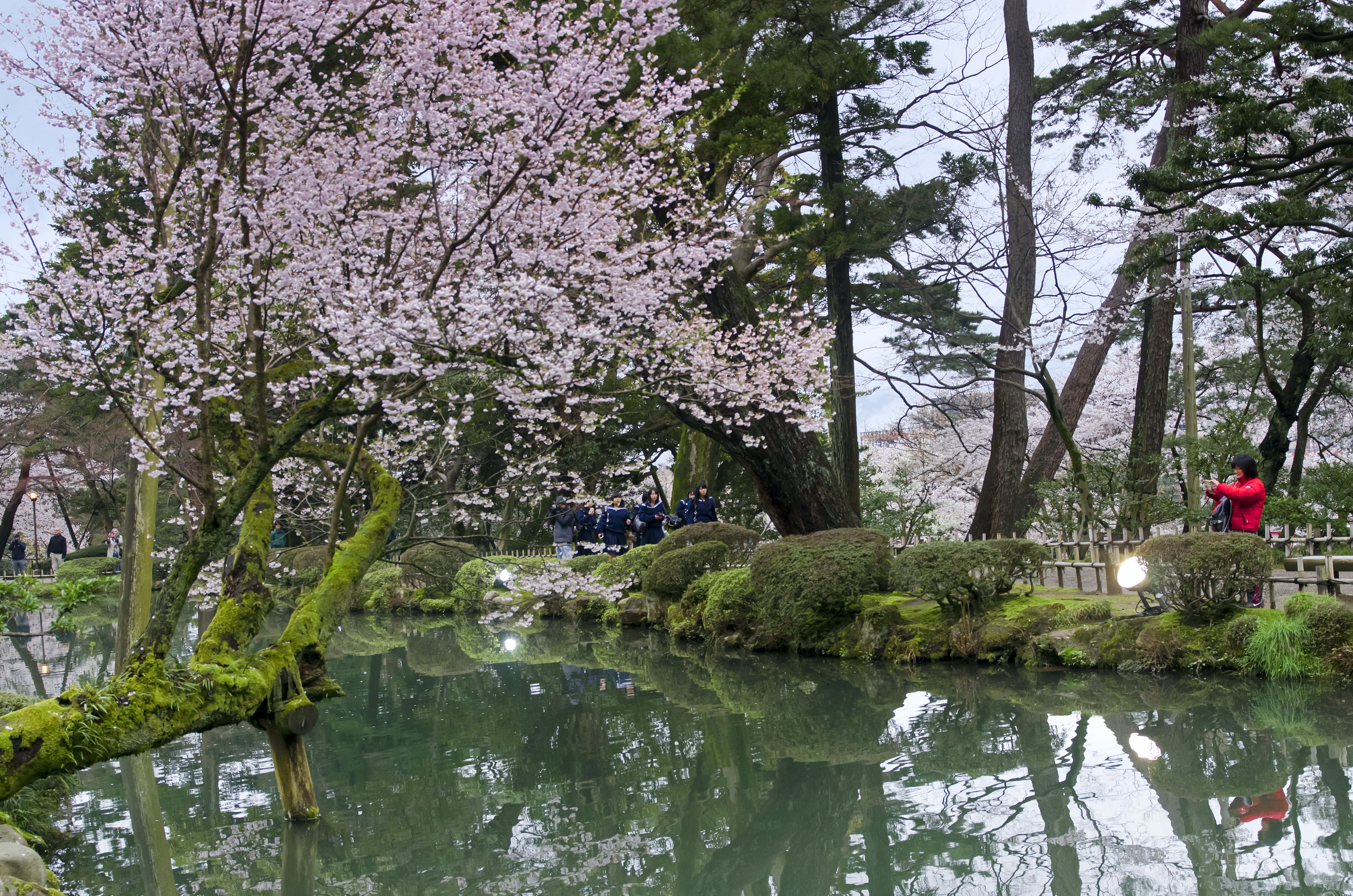 Cherry blossom view at the famous Kenrokuen Garden, Kanazawa