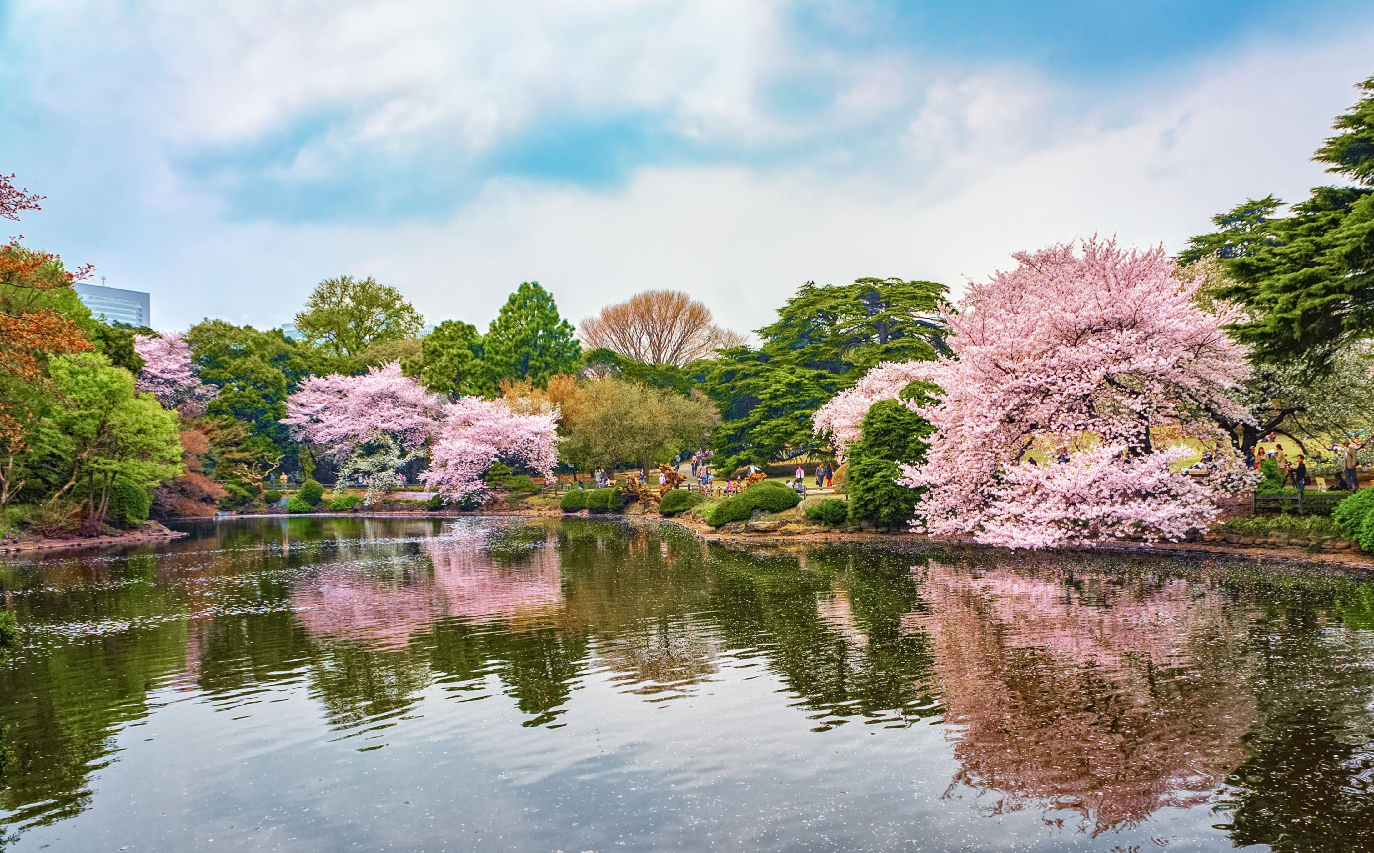Sinjuku Gyoen cherry blossoms