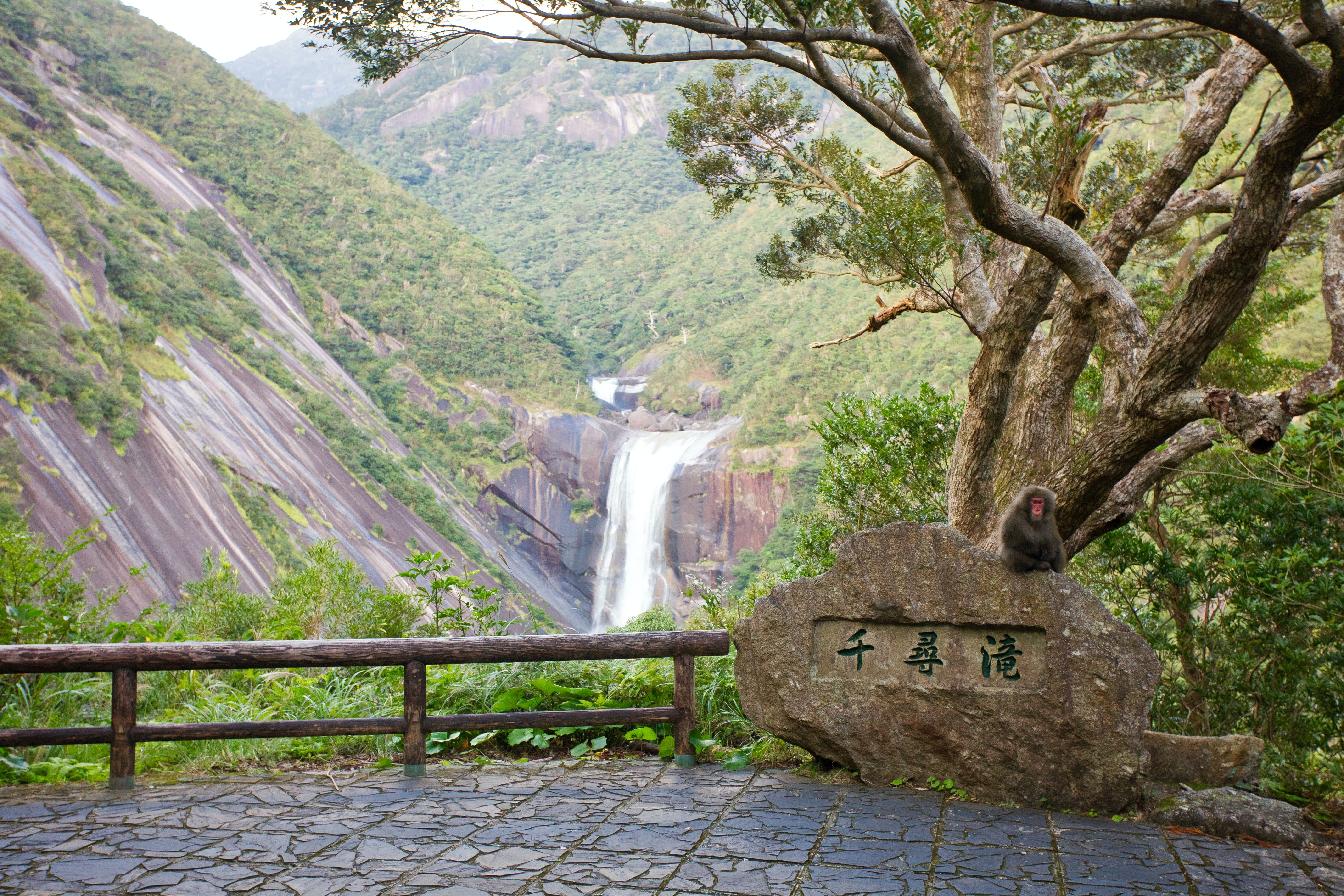 Macaco senta-se em uma rocha em frente a uma cachoeira e uma vegetação luxuriante 