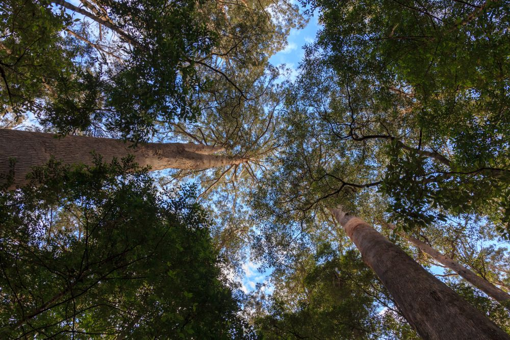 Eucalyptus tall trees growing in Hastings Caves state reserve Tasmania