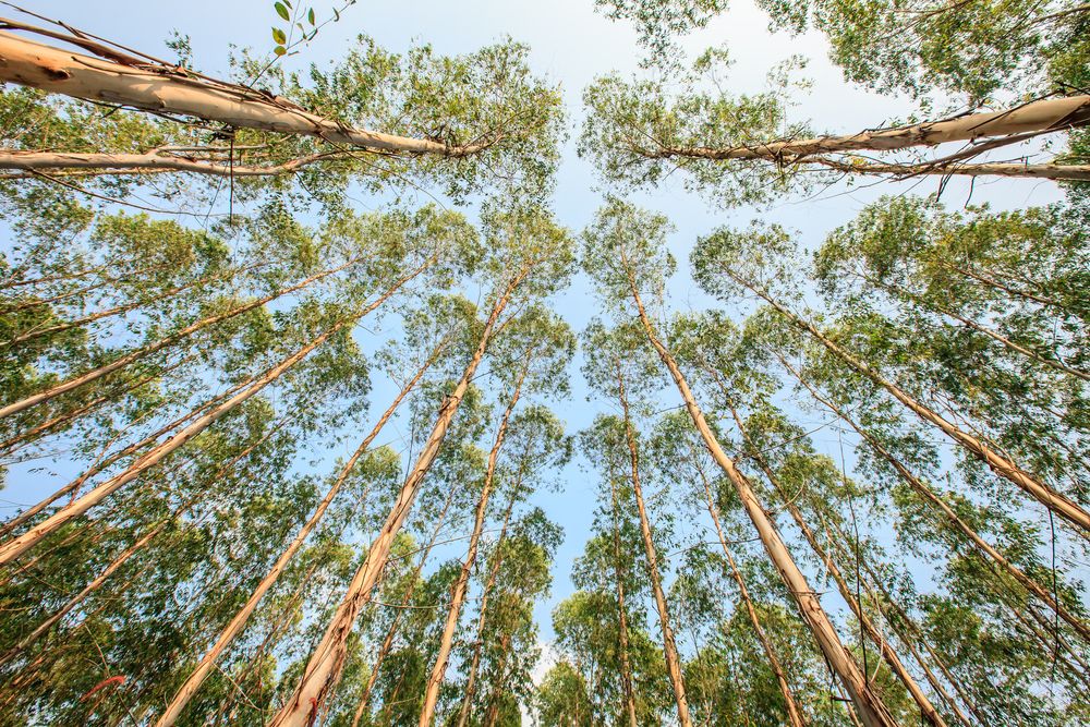 Eucalyptus tree against sky