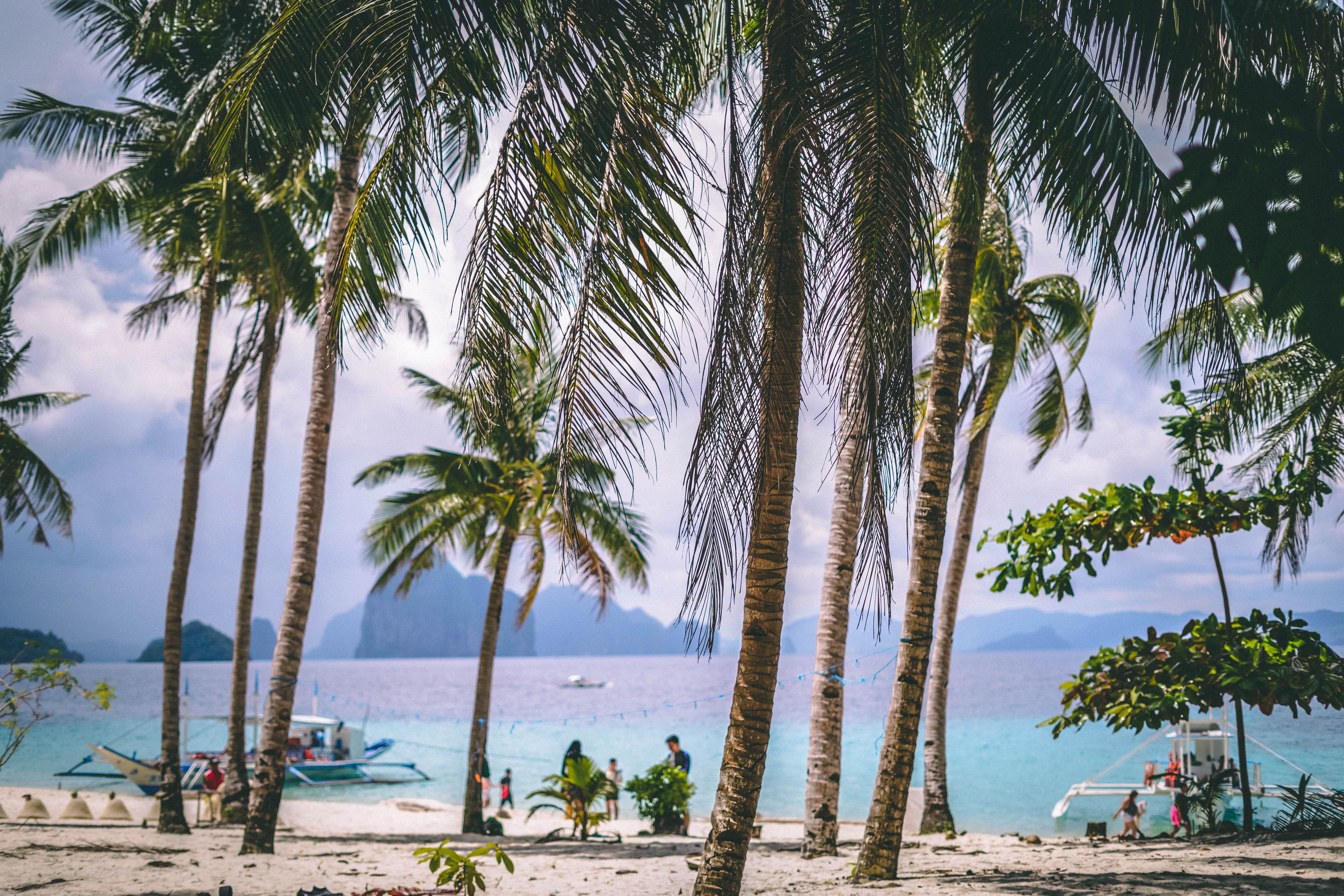 Tall palm trees on a beach with a backdrop of mountains in Palawan, the Philippines