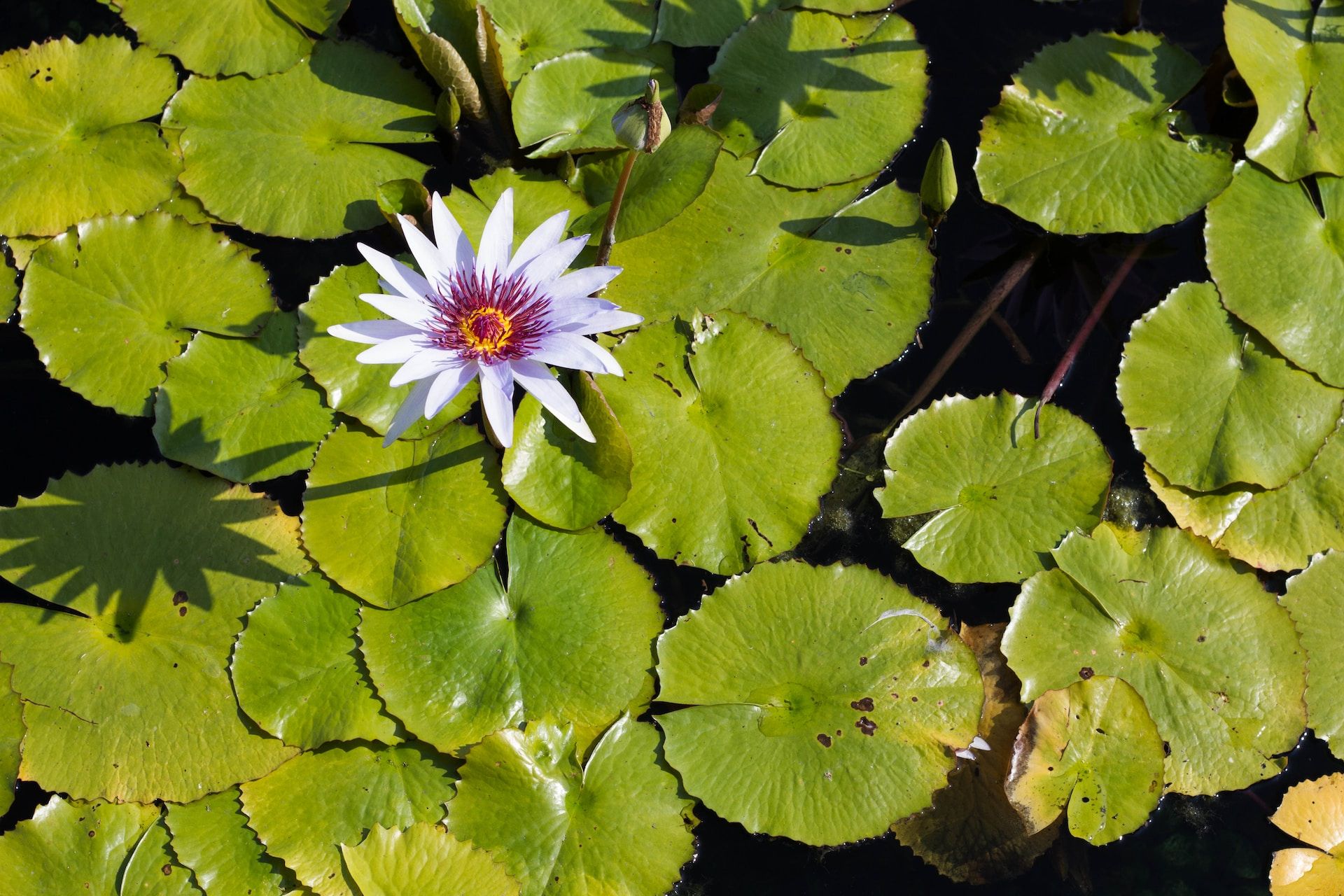 10 Cheap Vacation Spots In Chicago You Should Visit This Summer   Garfield Park Conservatory Chicago 