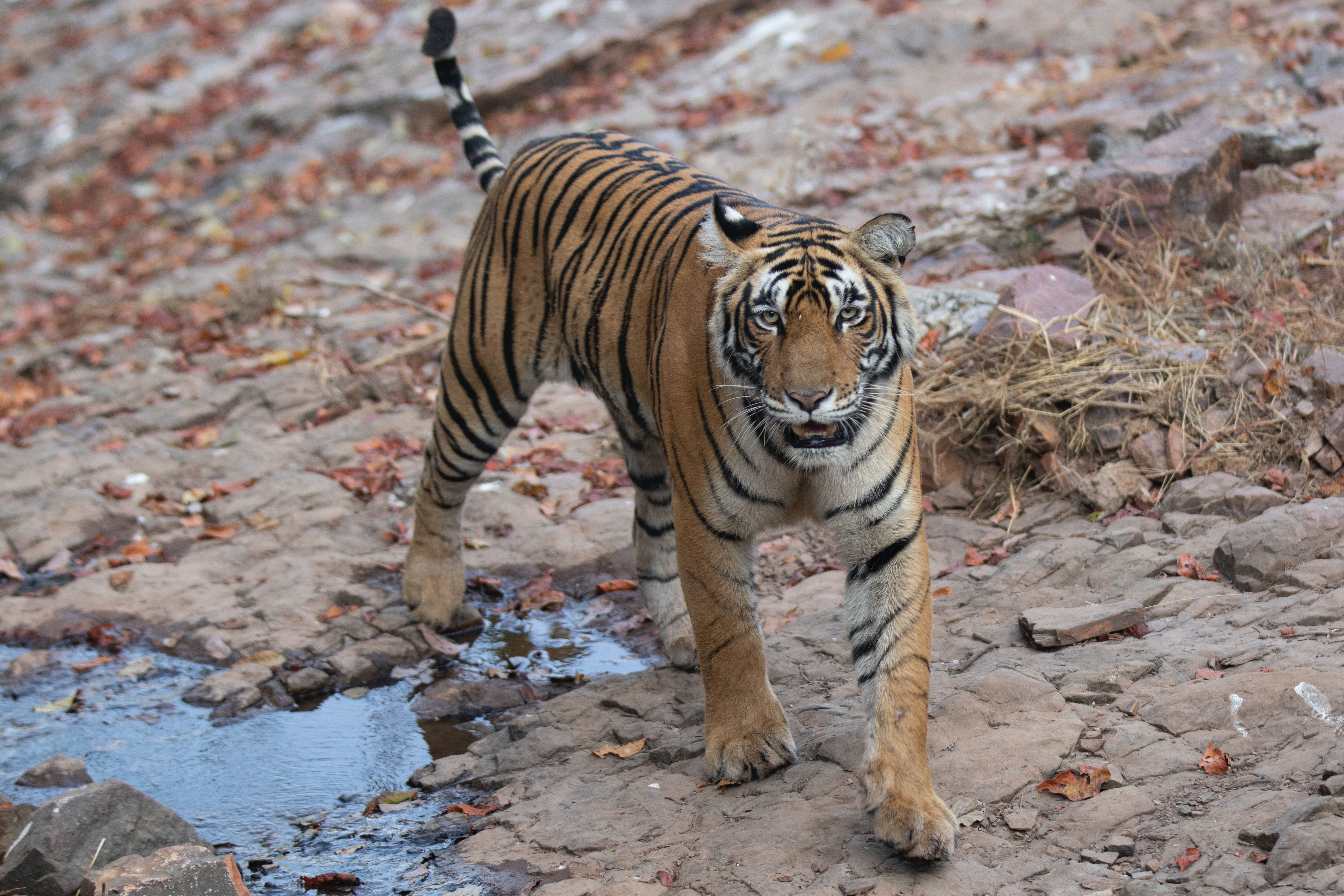Tiger in Ranthambore National Park, India 