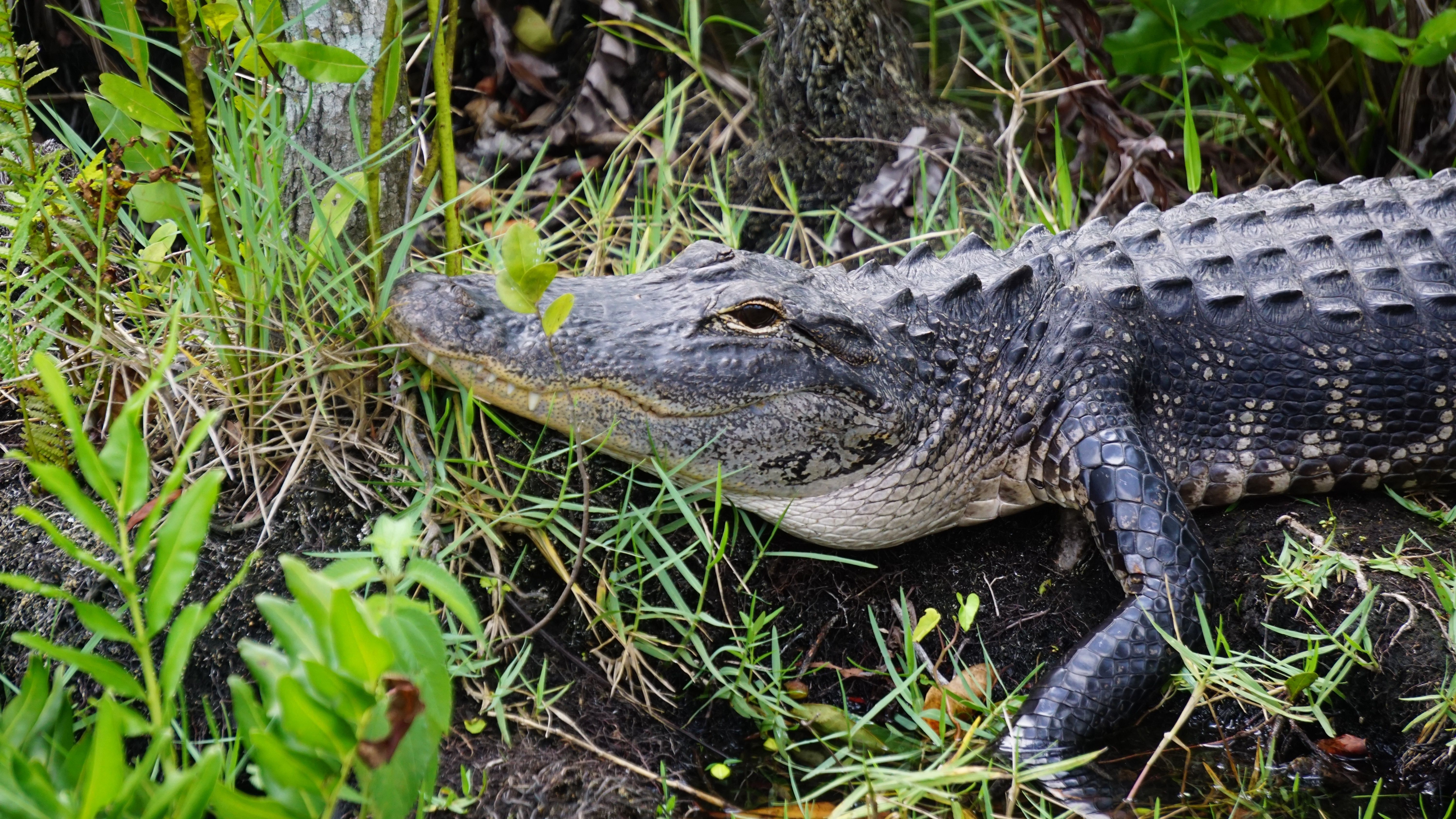 Alligator in Everglades National Park 