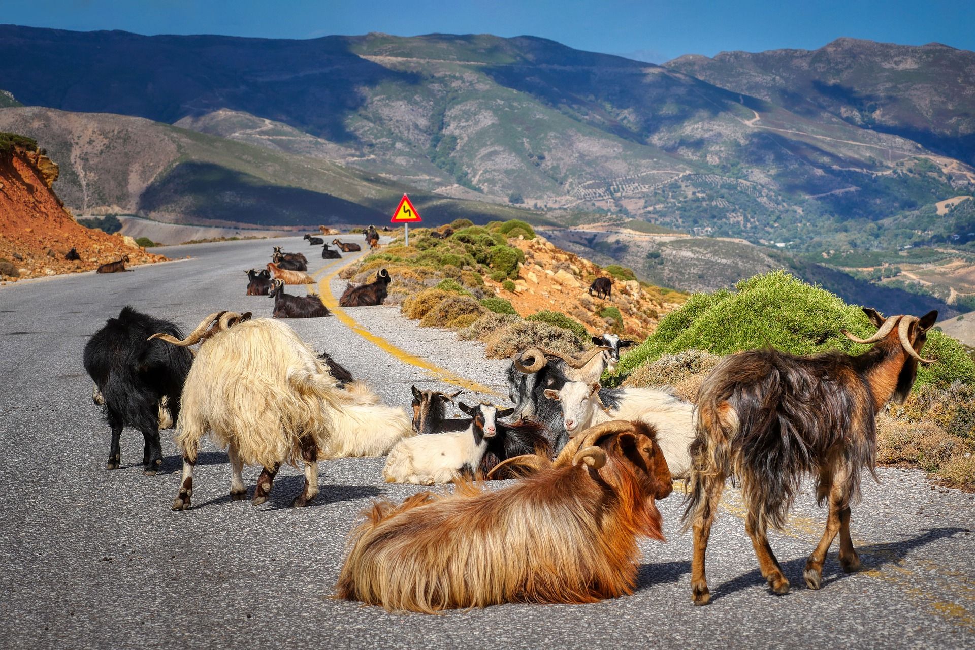 Goats resting in the middle of the road (a common occurrence) on the island of Crete, Greece