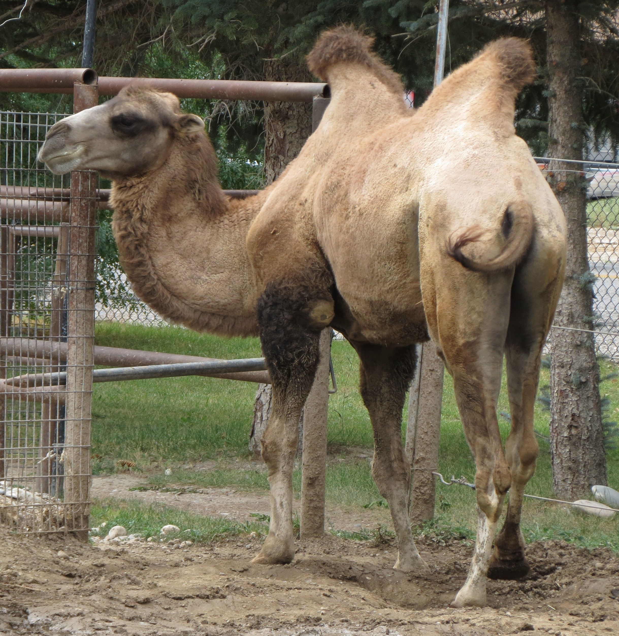 Bactrian camel, Idaho Falls Zoo, Idaho