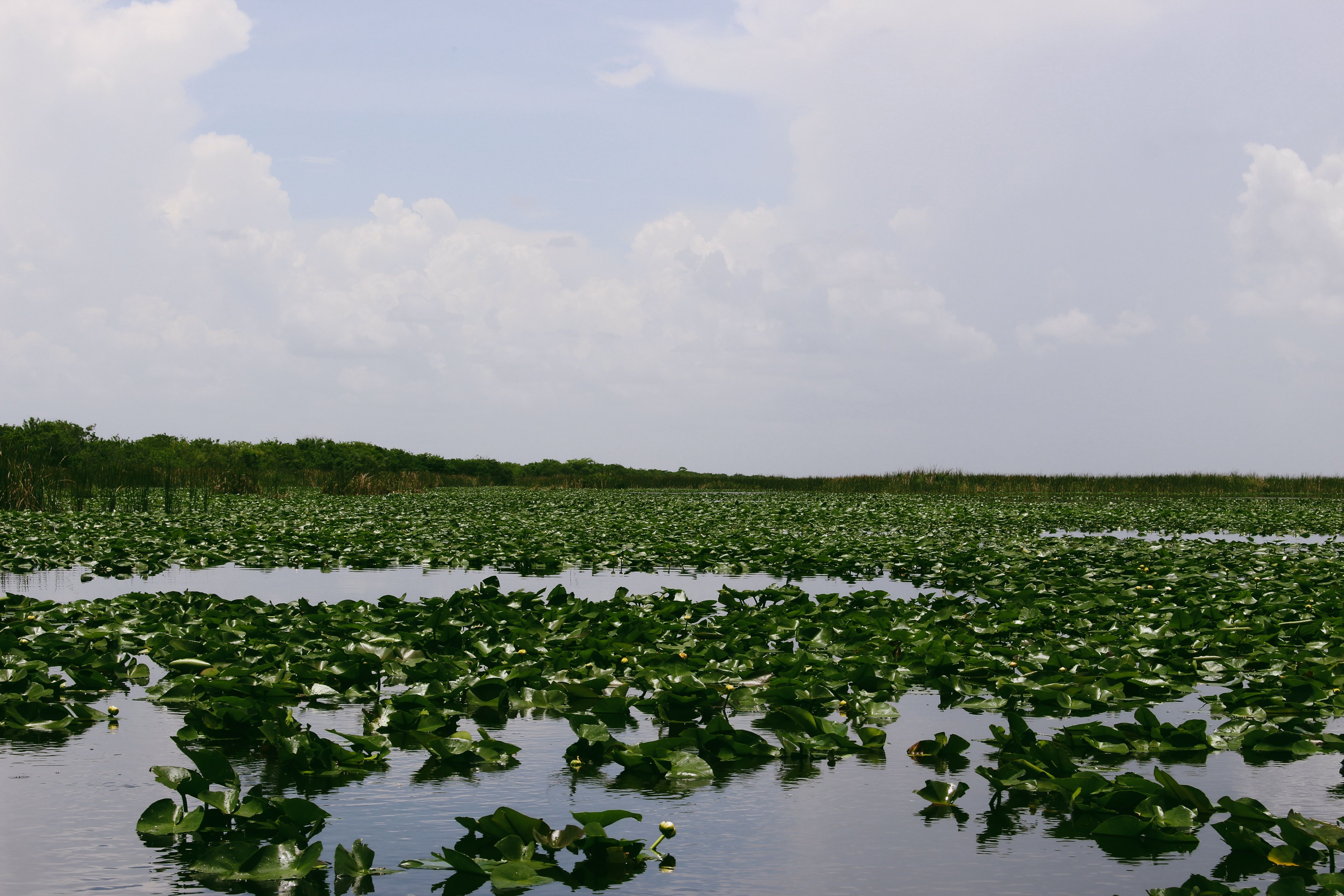 Large body of water with green lily pads 