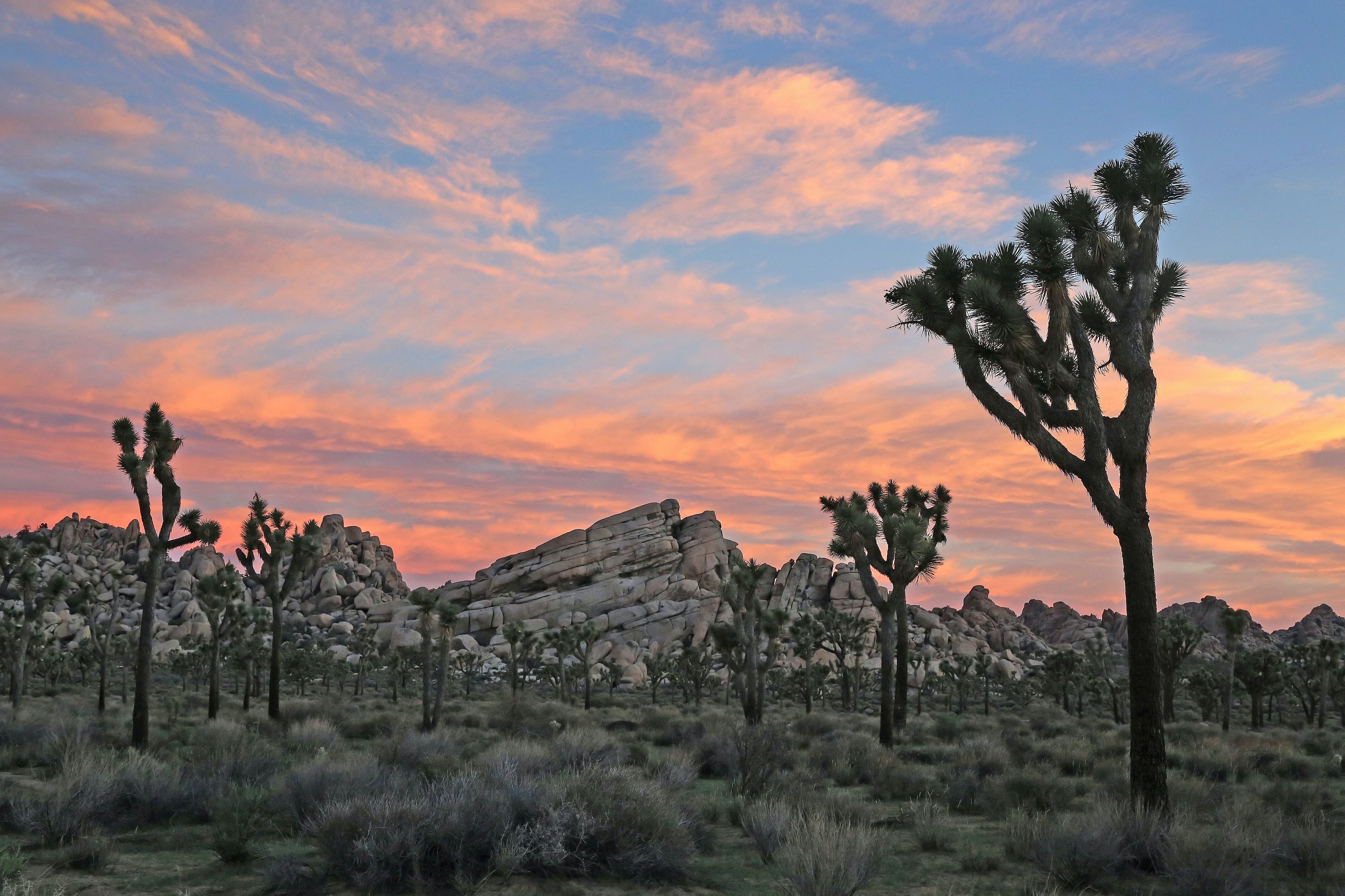 Parque Nacional Joshua Tree, Califórnia, EUA