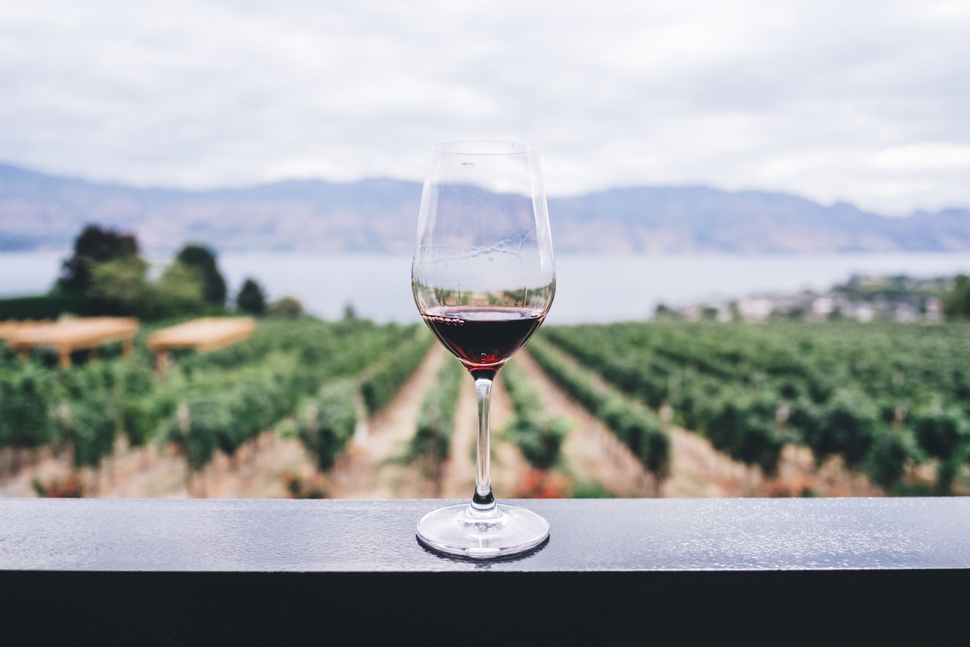 Copo de vinho tinto no cenário de um vinhedo Okanagan Valley