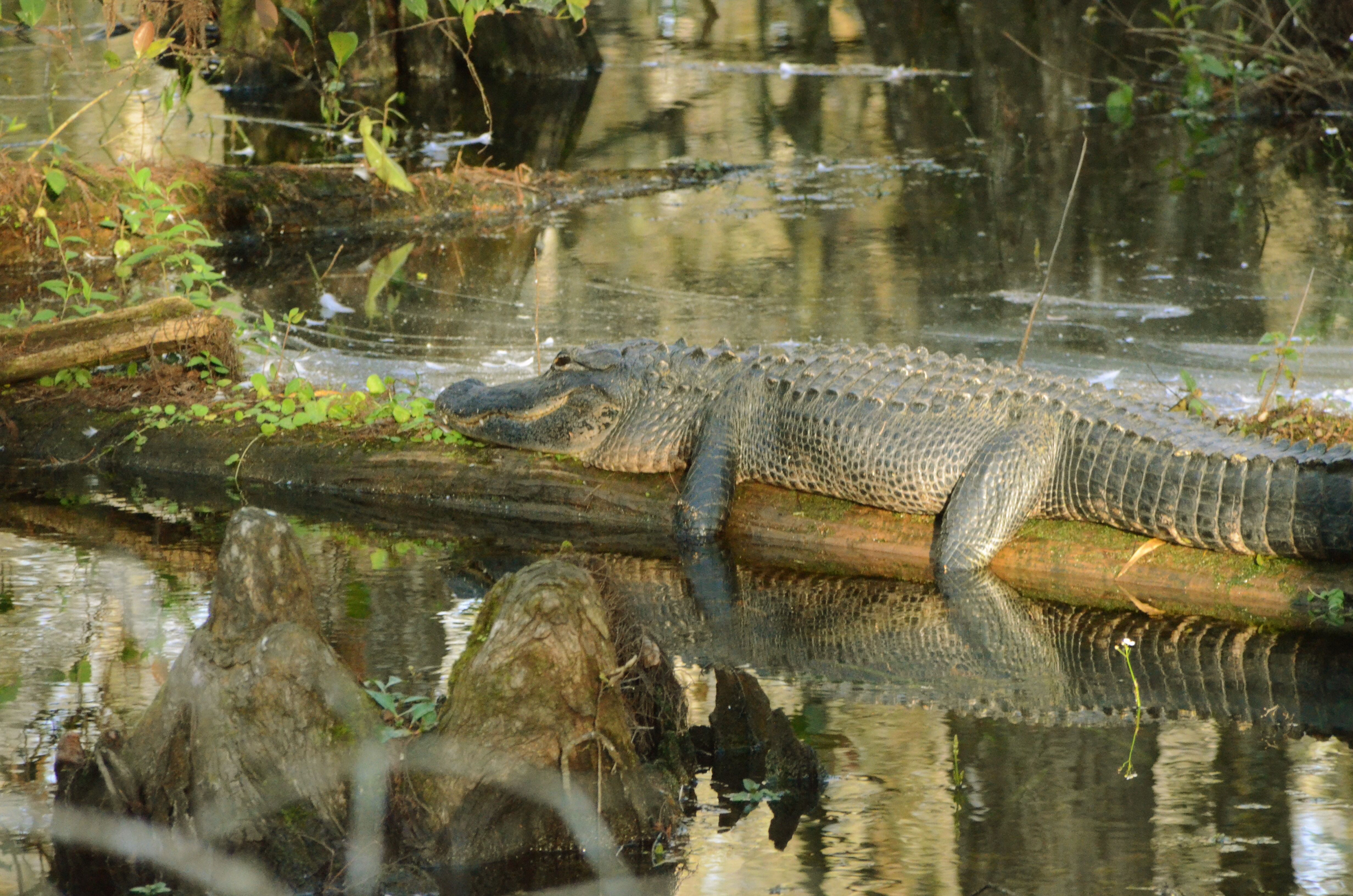 Alligator resting on a log 