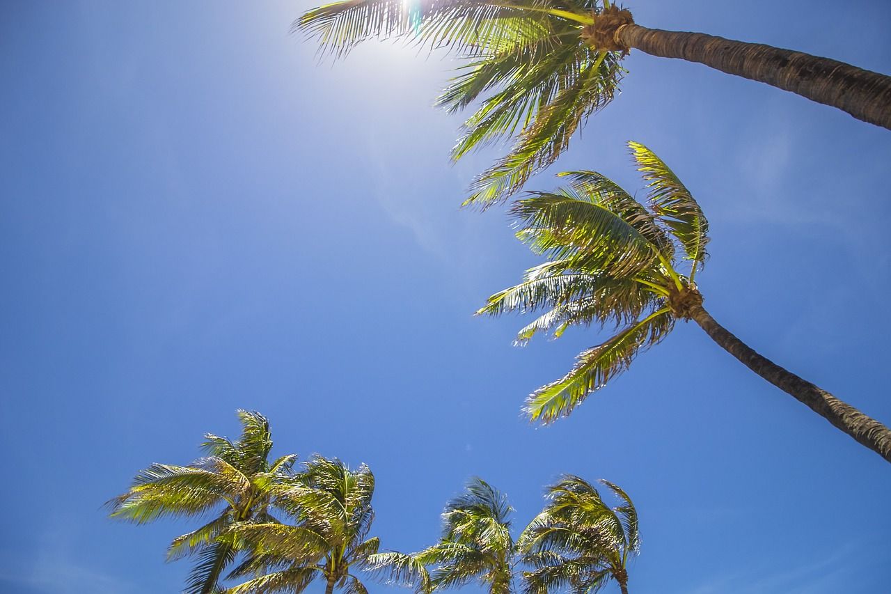 A photo of swaying palm trees in Miami, Florida