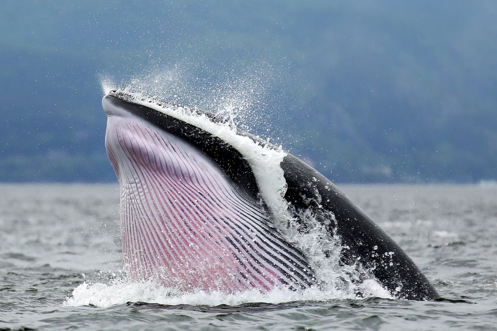 Minke whale photography at Tadoussac Québec