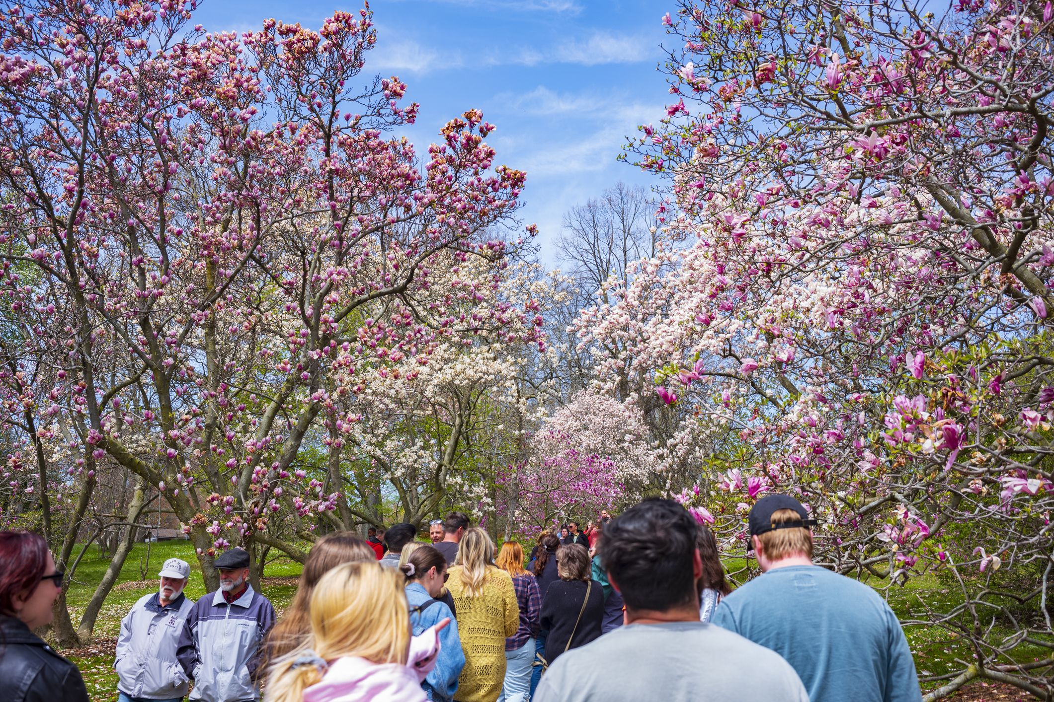National Lilac Festival in Rochester, New York