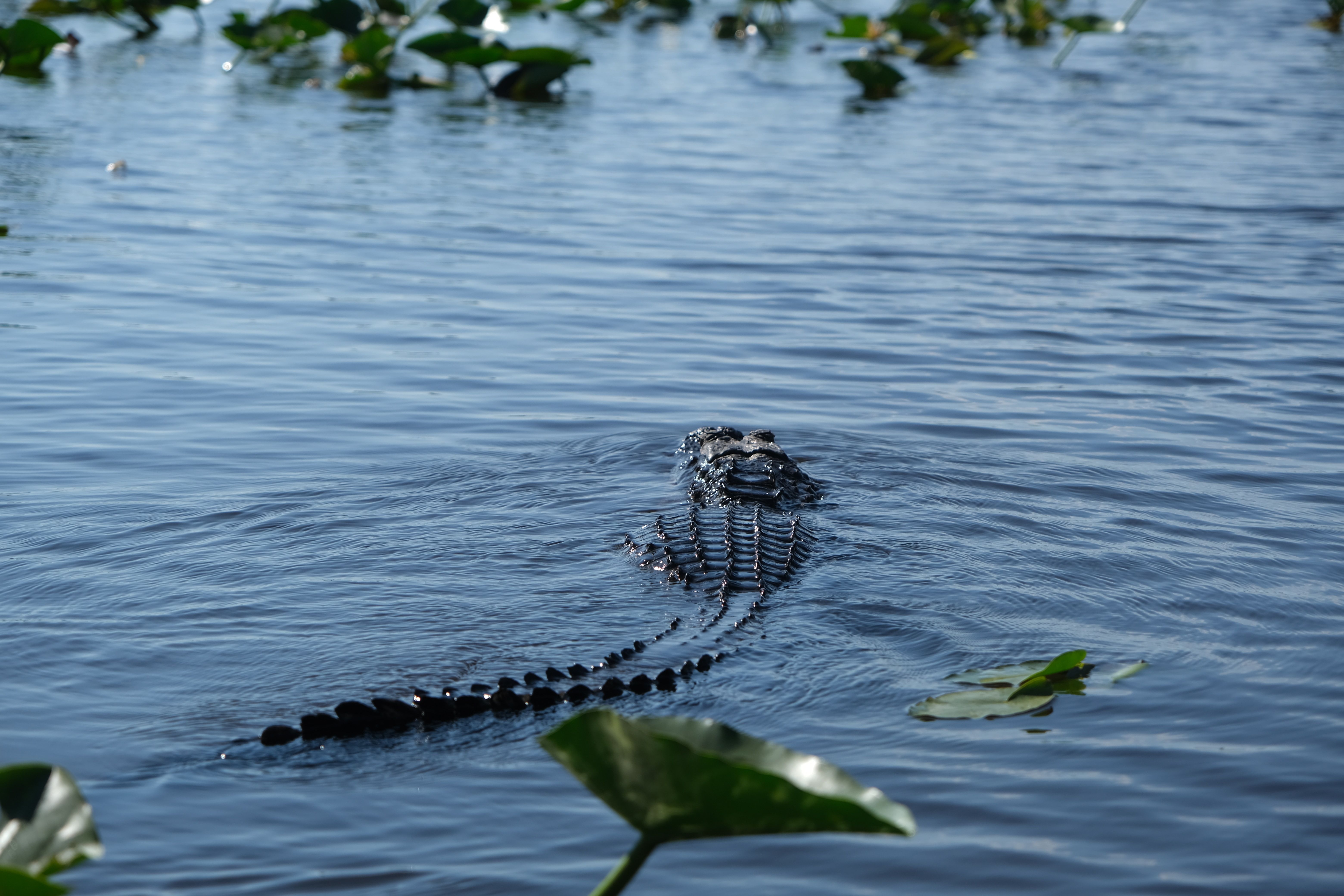 Alligator swimming away in Everglades National Park 