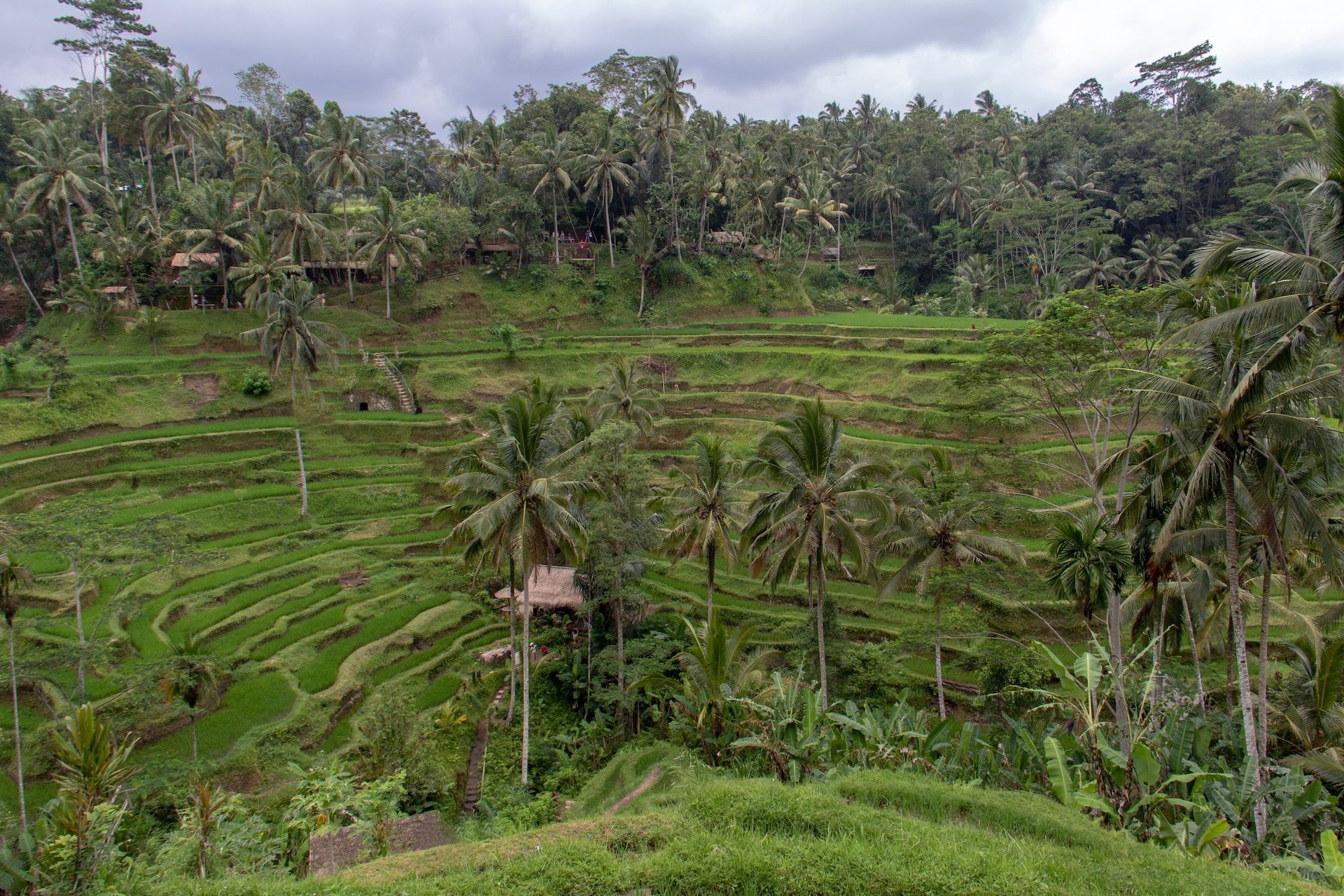 Tegalalang Rice Terraces in Bali